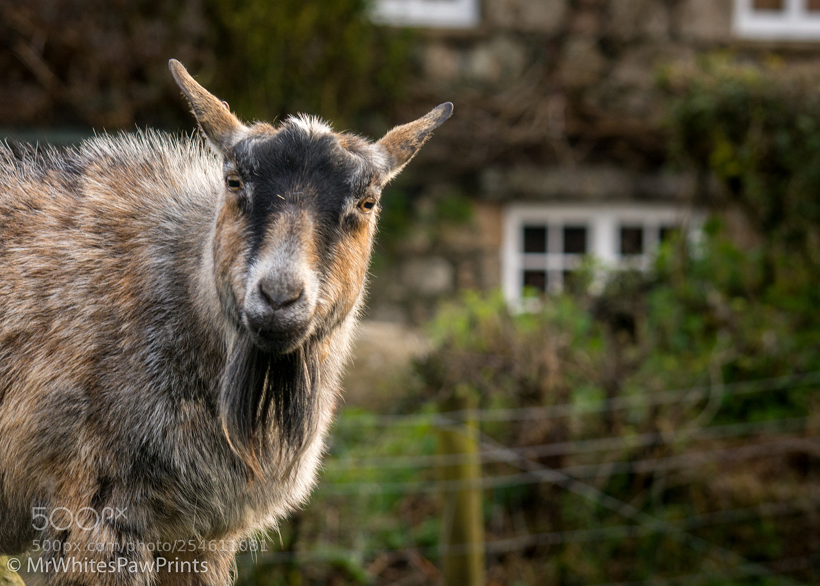 Nikon D7100 sample photo. Pygmy goat at the photography