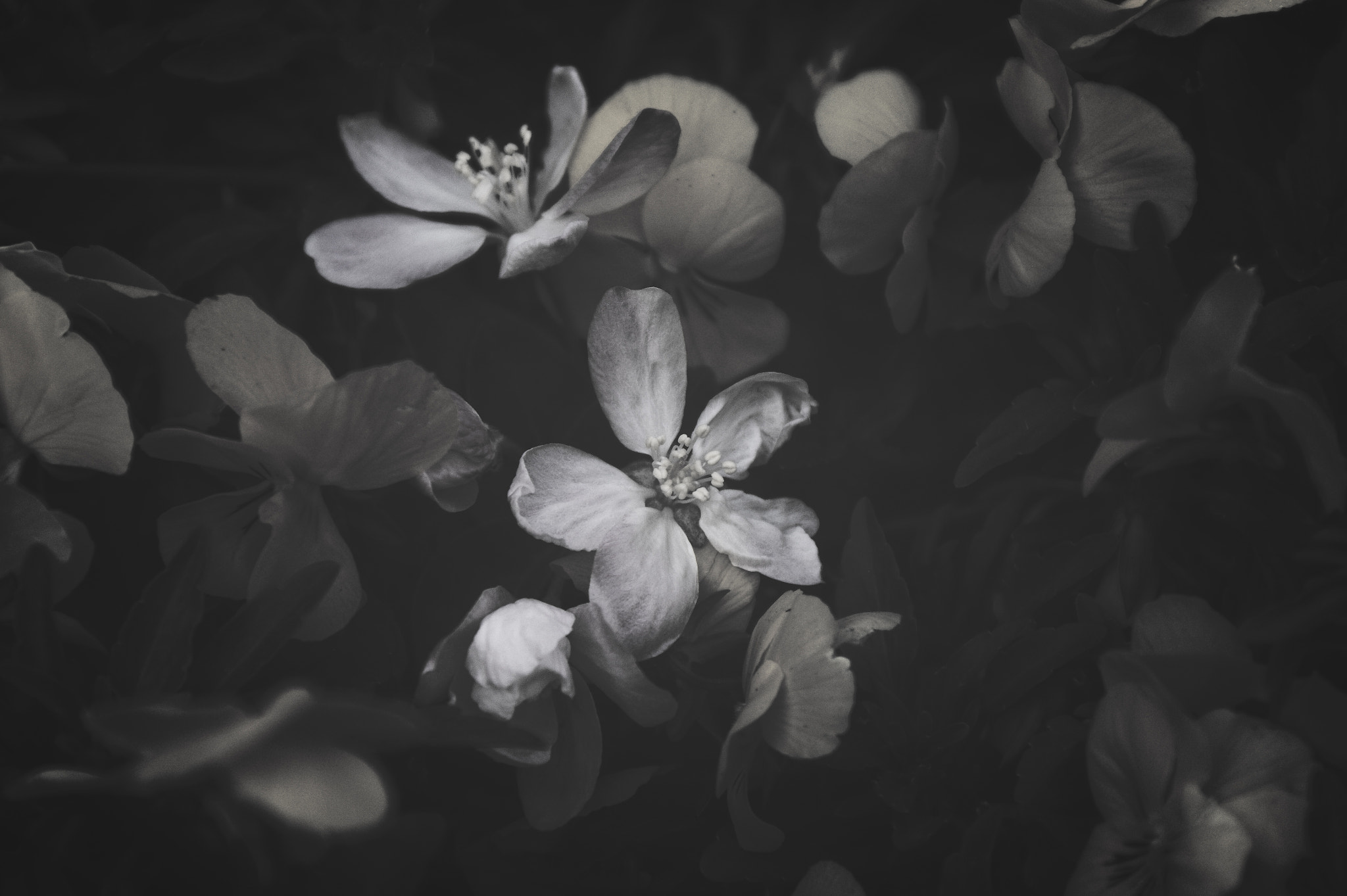 Sony DT 18-70mm F3.5-5.6 sample photo. Nameless flowers photography