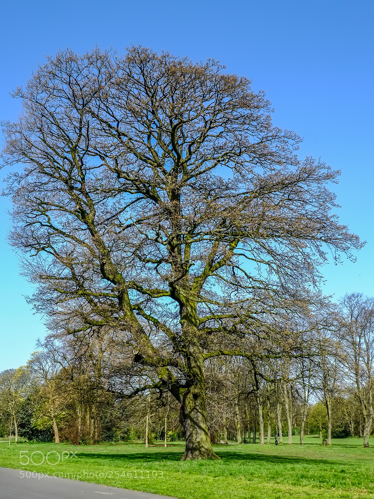 Fujifilm X-Pro1 sample photo. Tree photography