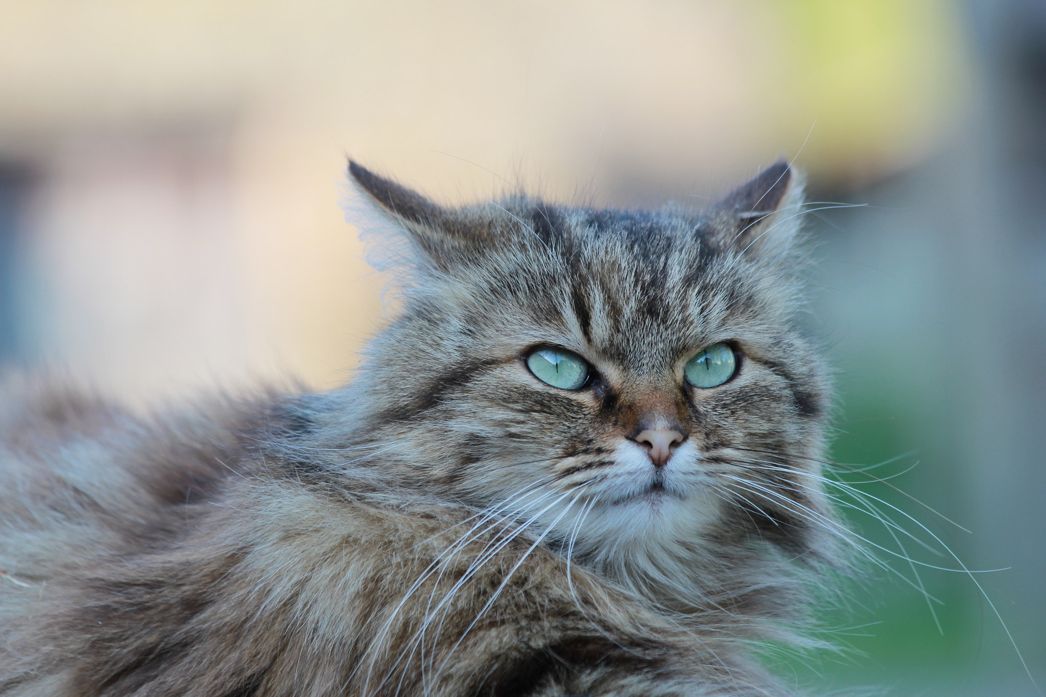 Canon EF 70-300mm F4-5.6 IS USM sample photo. Janelle photography