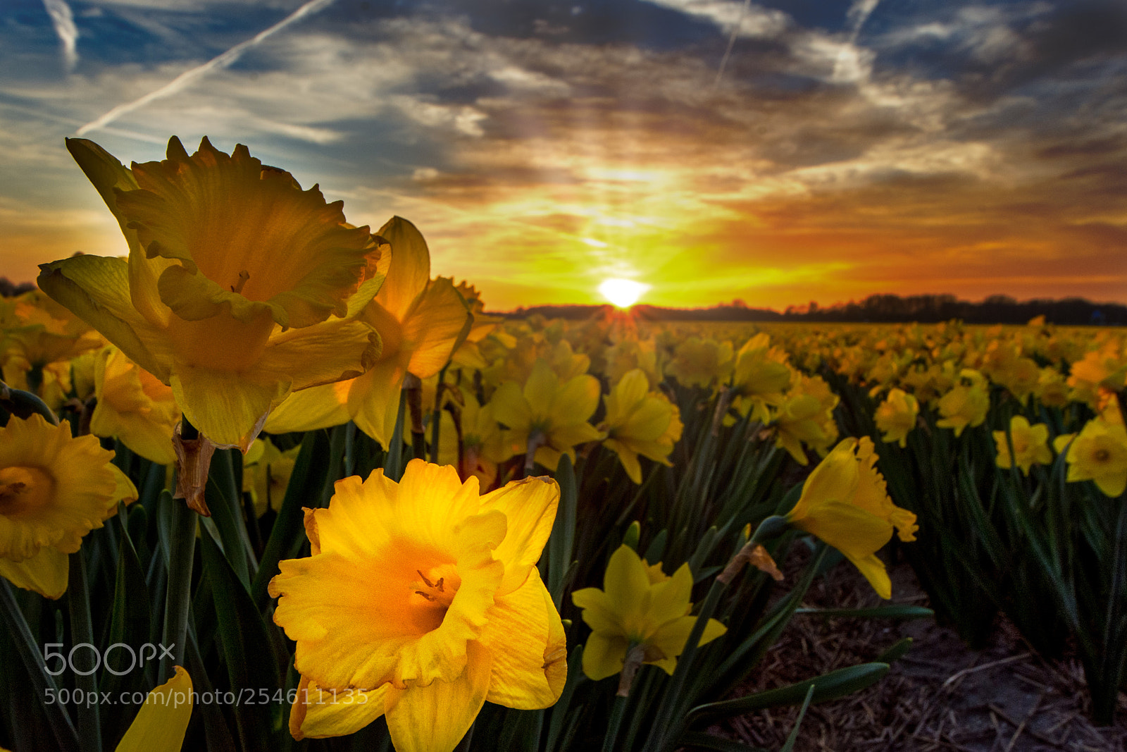 Nikon D7200 sample photo. Daffodils photography