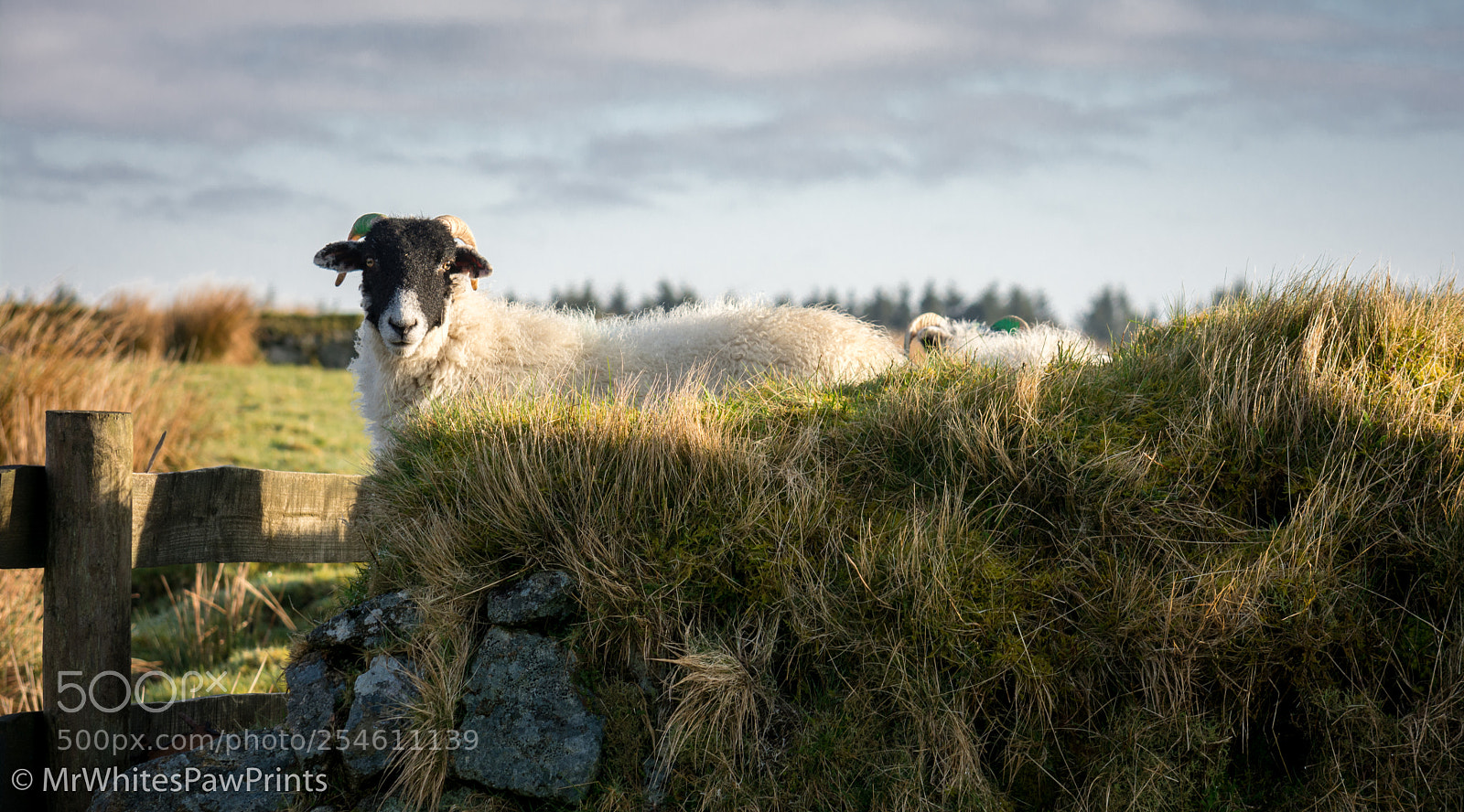 Nikon D7100 sample photo. Wall sheep photography