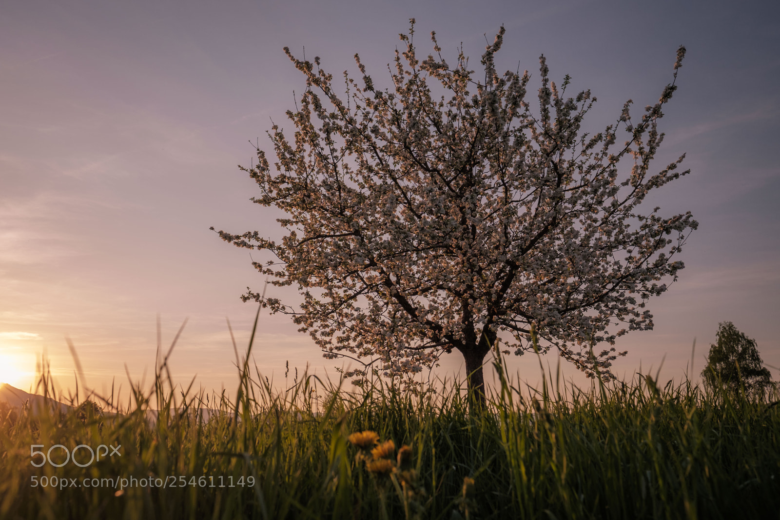 Fujifilm X-T1 sample photo. Spring sunset photography