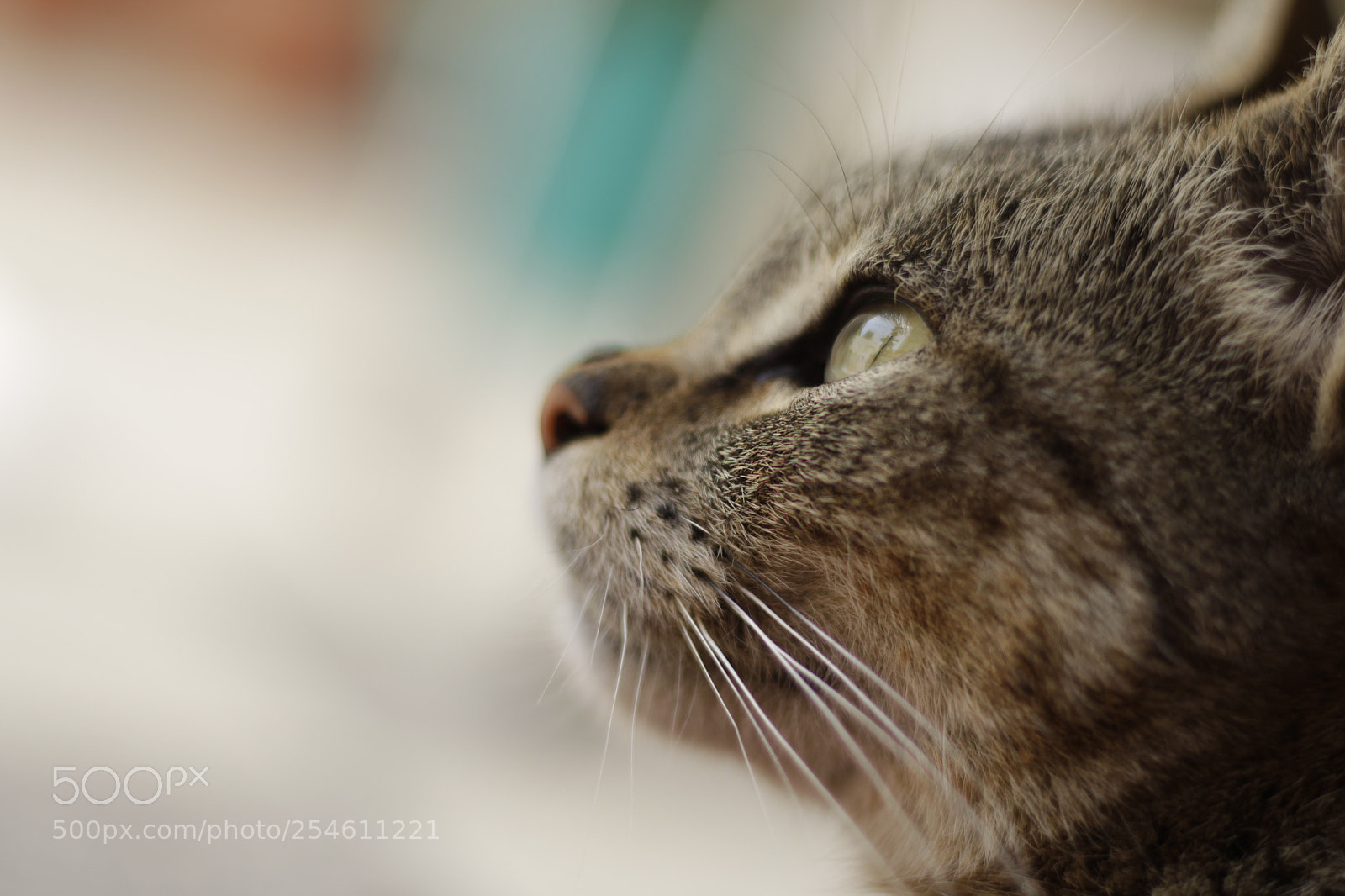 Canon EOS 700D (EOS Rebel T5i / EOS Kiss X7i) + Canon EF 50mm F1.8 STM sample photo. Cat photography