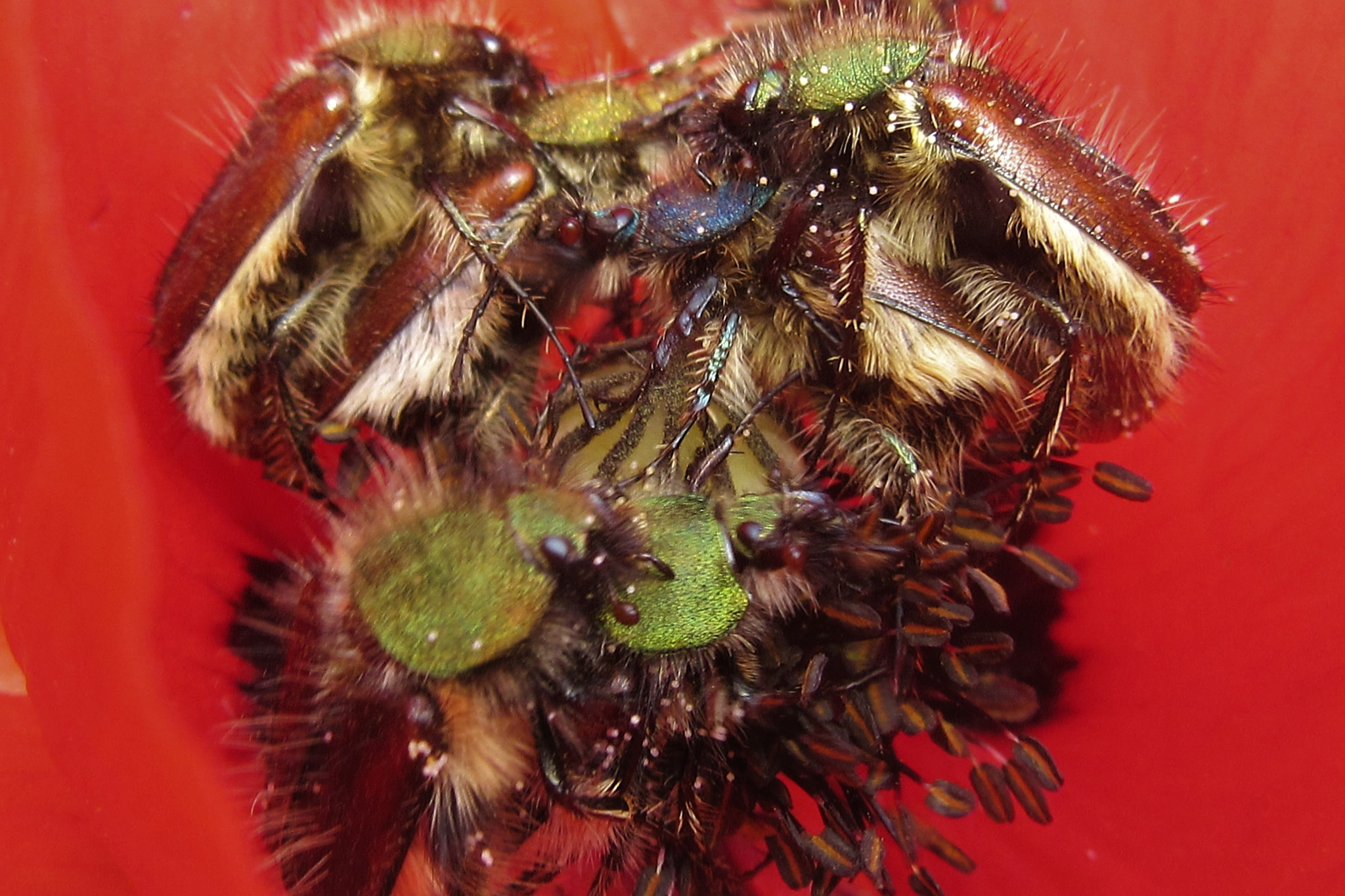 Canon PowerShot SX600 HS sample photo. Three pair mating on a poppy photography