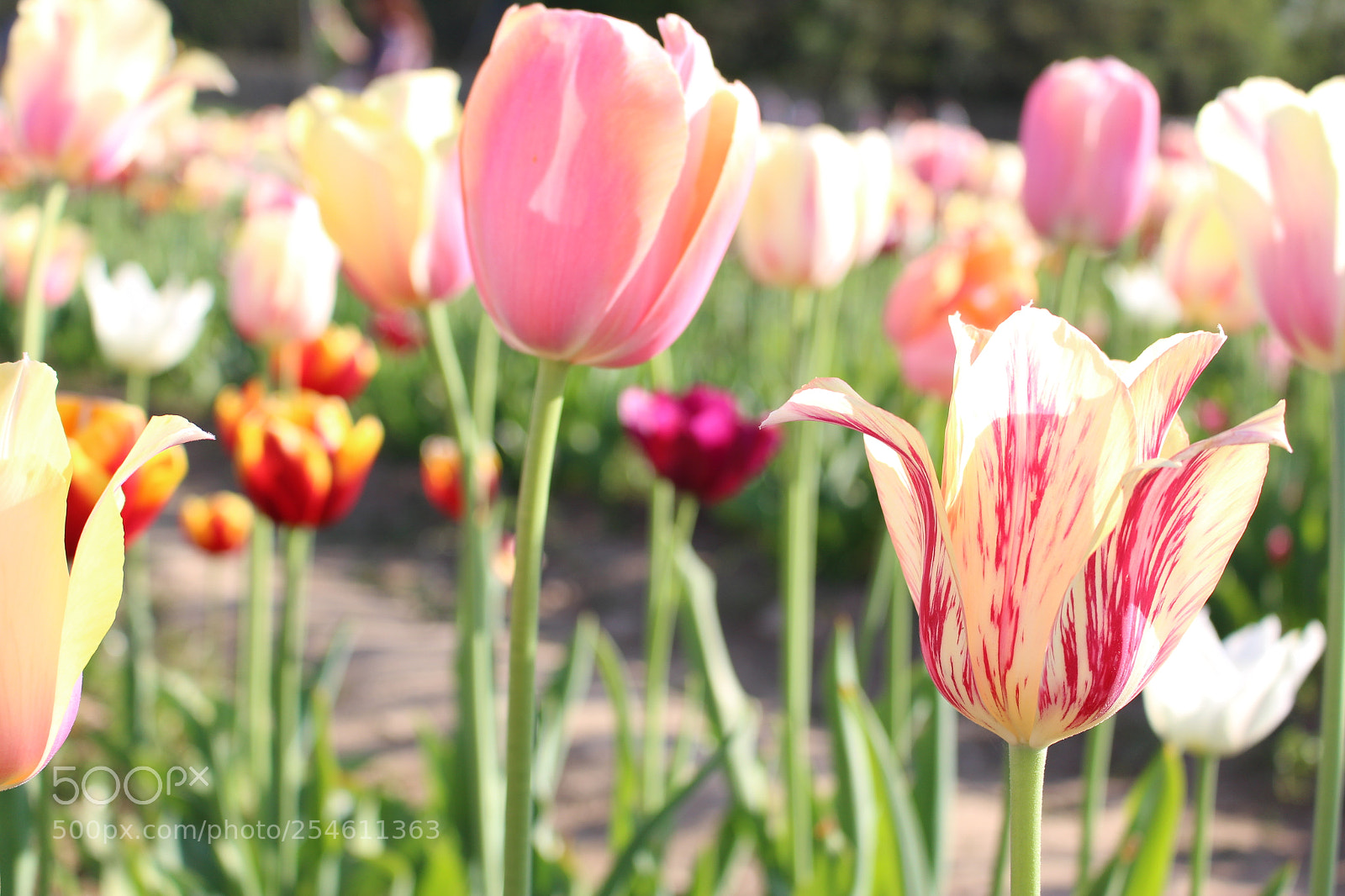 Canon EOS 700D (EOS Rebel T5i / EOS Kiss X7i) sample photo. Tulipani italiani photography