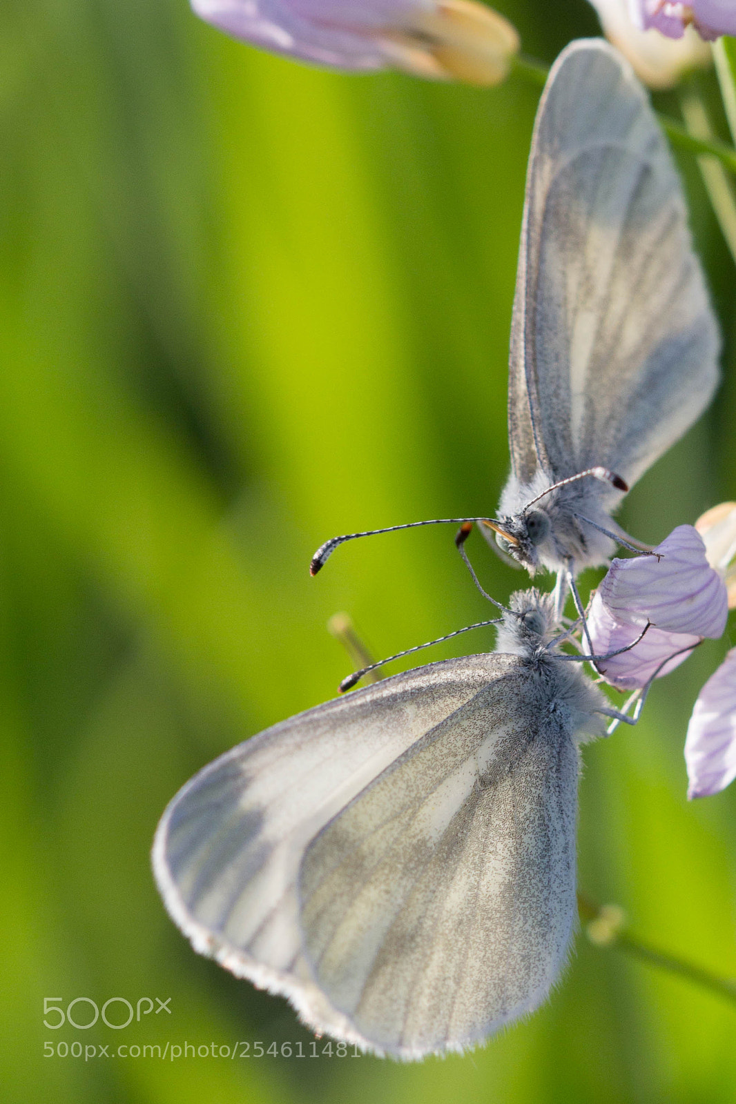 Canon EOS 60D sample photo. Flirt photography