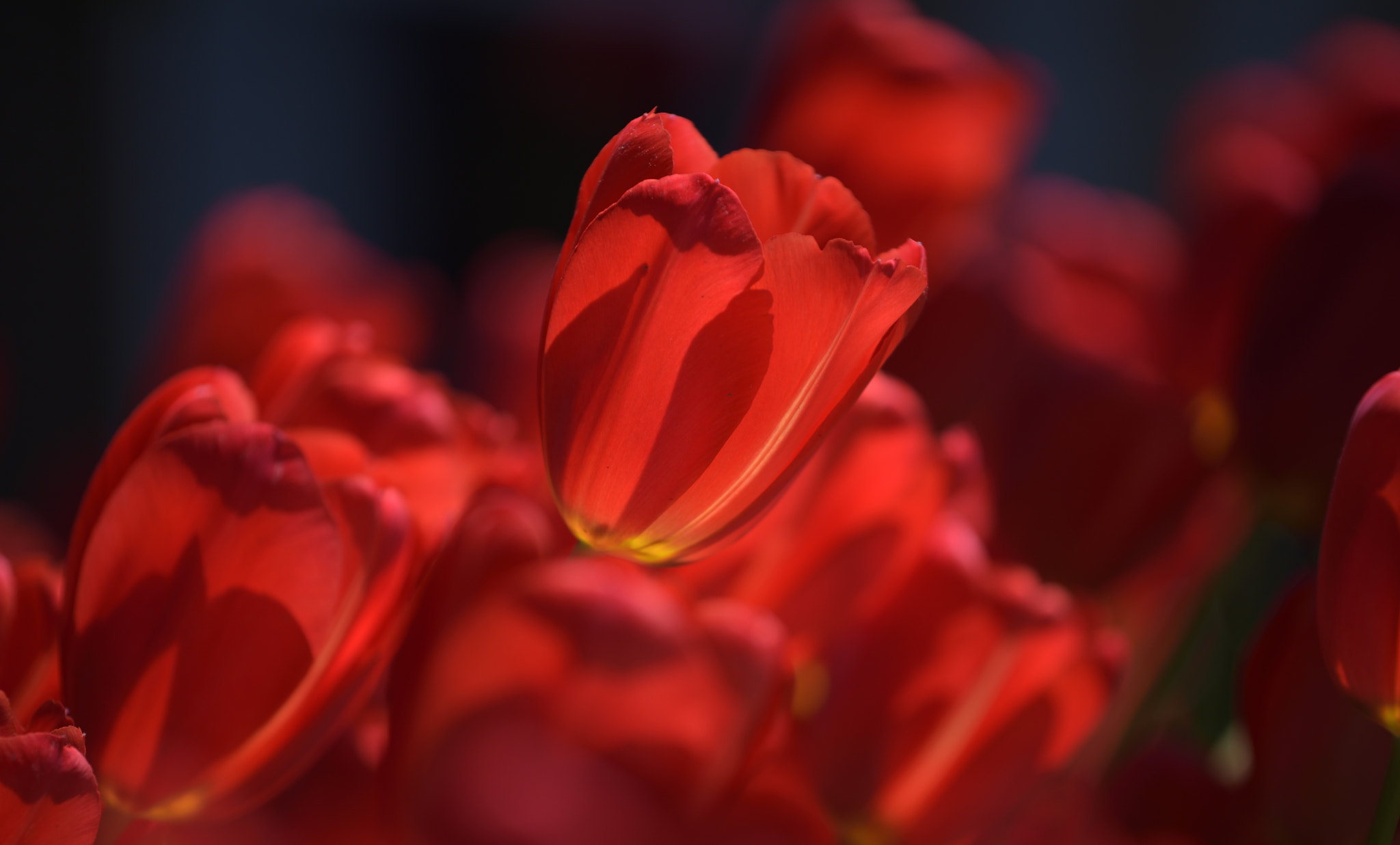 Nikon D810 + Nikon AF-S Nikkor 70-200mm F4G ED VR sample photo. Red candy photography