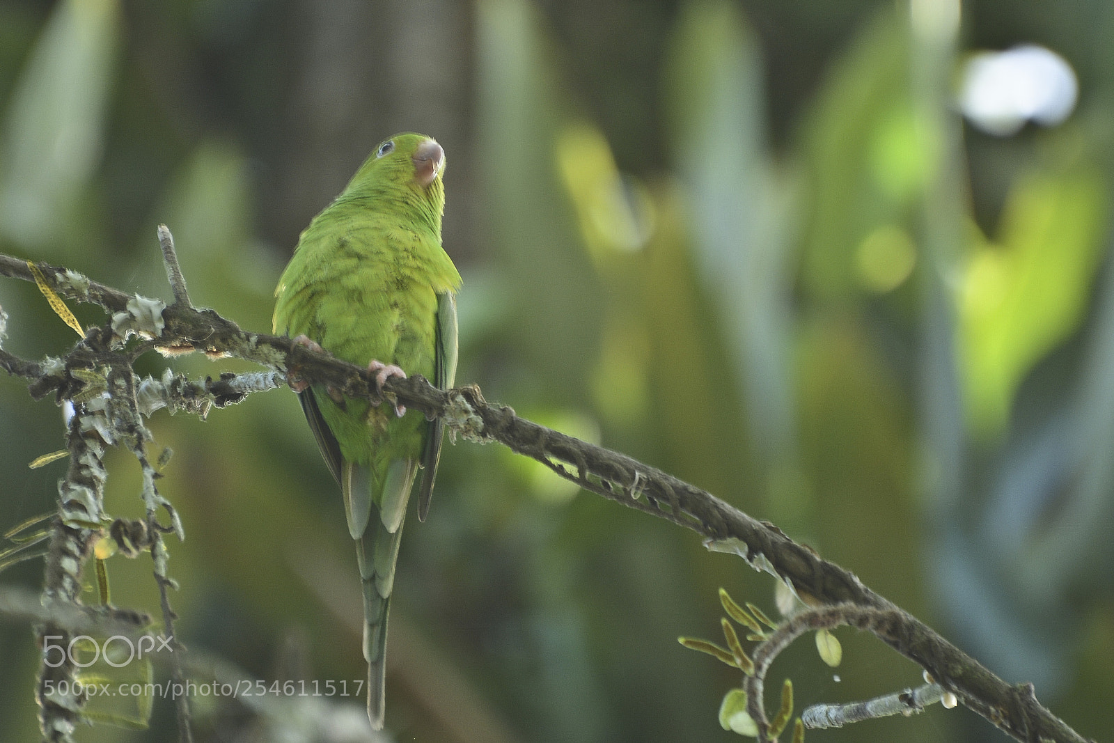Nikon D7100 sample photo. Contemplando a natureza. photography