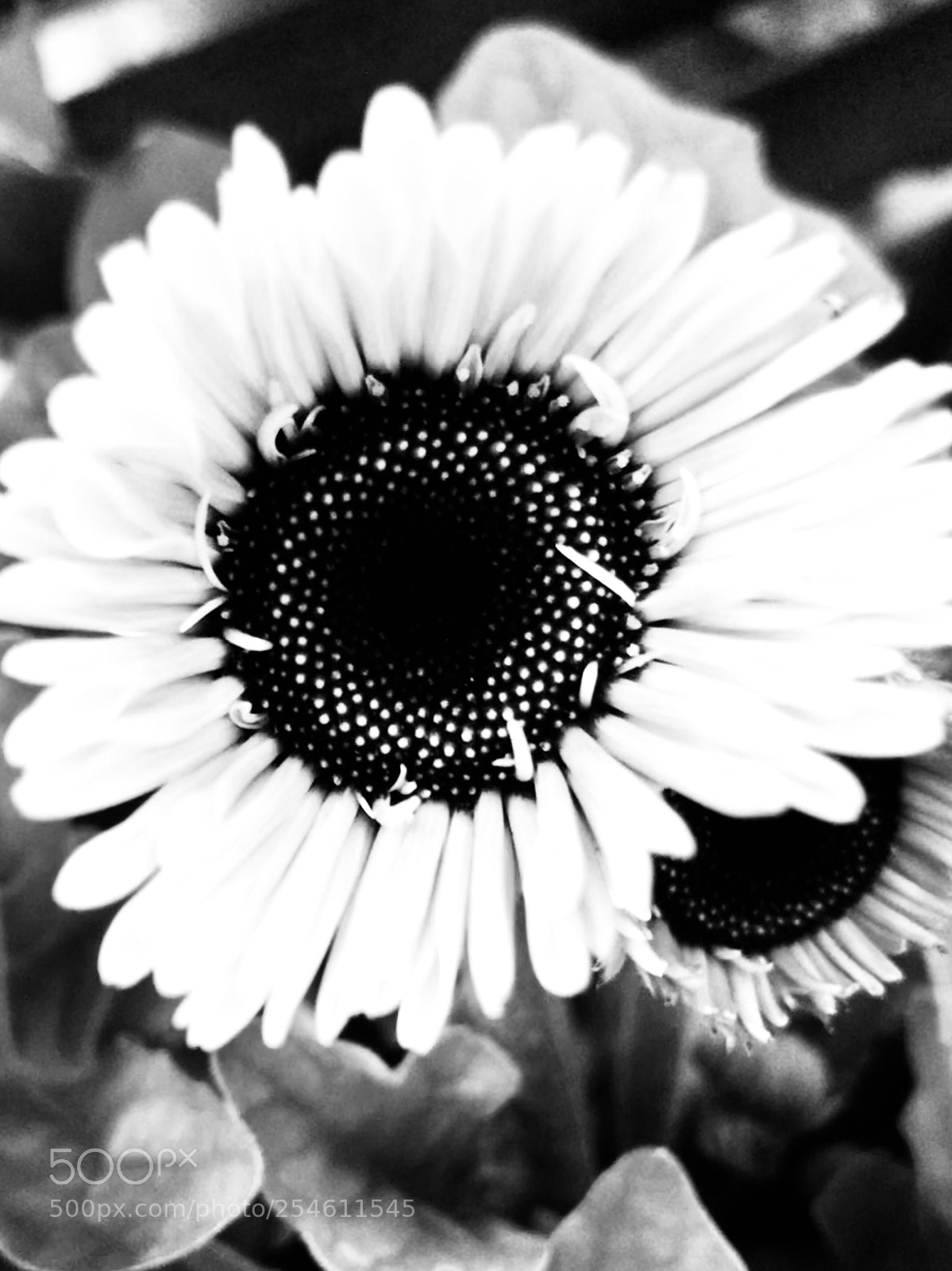Apple iPhone 7 Plus sample photo. Sunflower in black/white photography