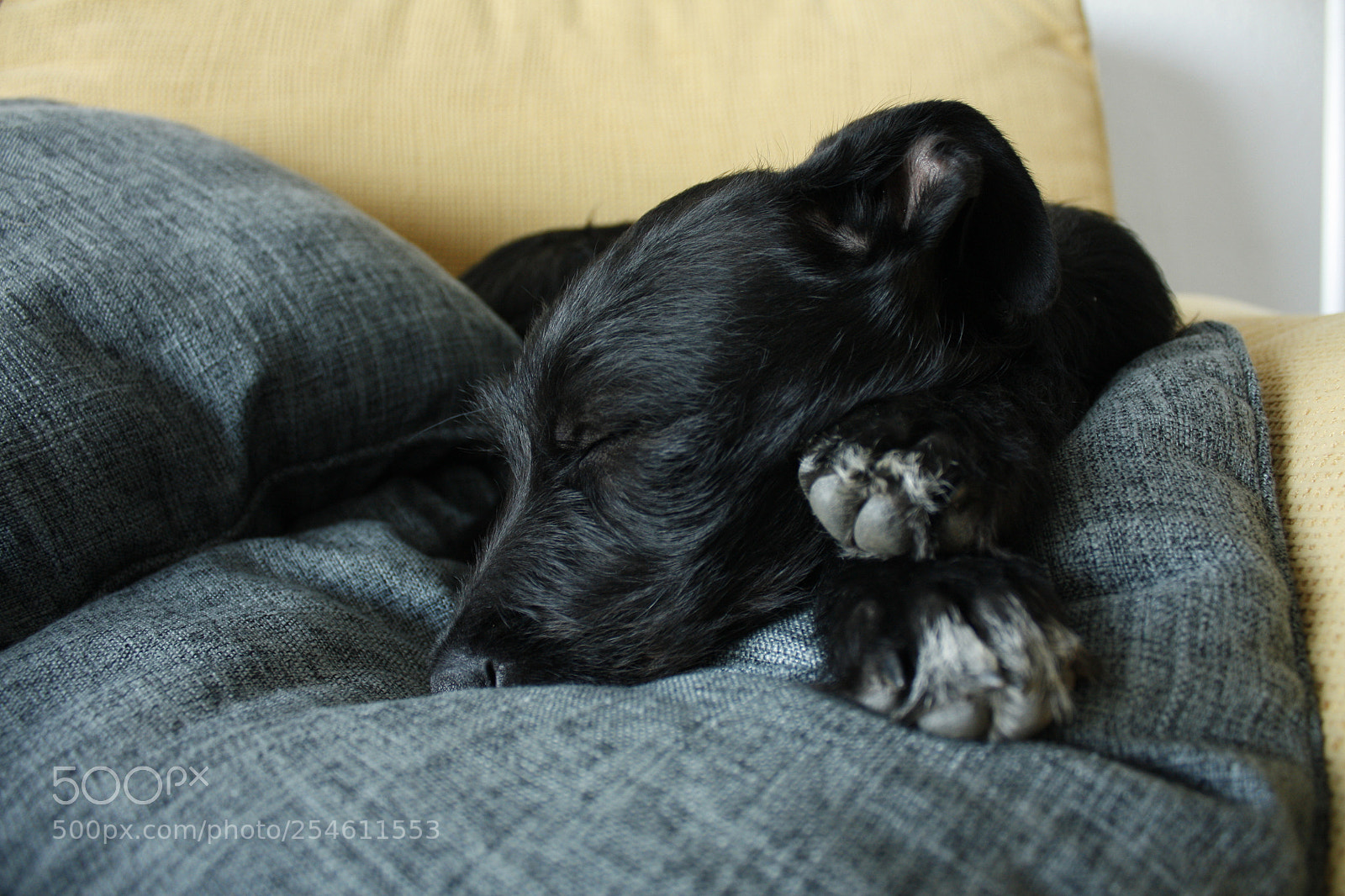 Canon EOS 450D (EOS Rebel XSi / EOS Kiss X2) sample photo. D a sleeping on photography