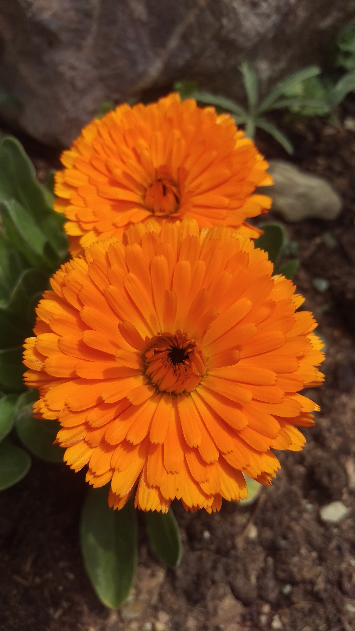 HTC ONE M9 sample photo. The shy ones photography