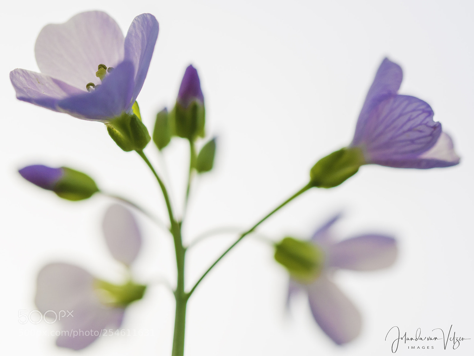 Olympus OM-D E-M10 sample photo. Full-screen cardamine photography