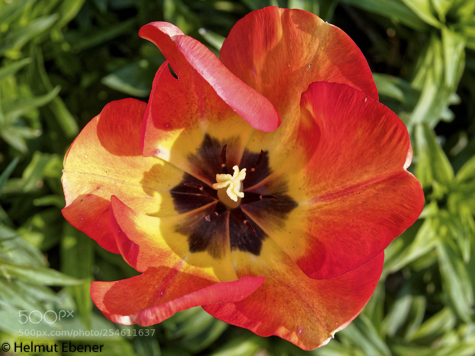 Olympus OM-D E-M5 sample photo. Sz-salder, blumen im blumenfeld photography