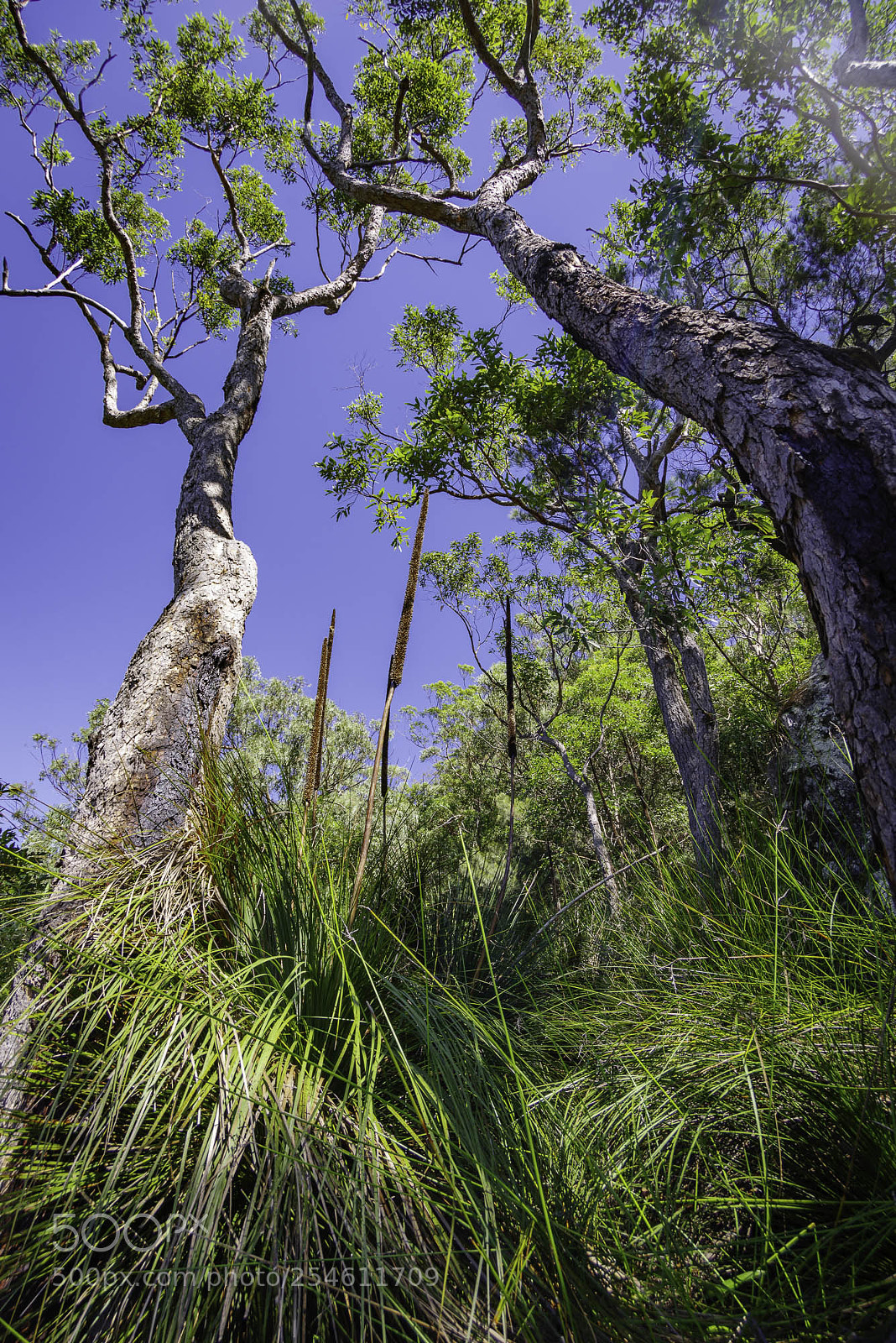 Pentax K-1 sample photo. Grass trees photography