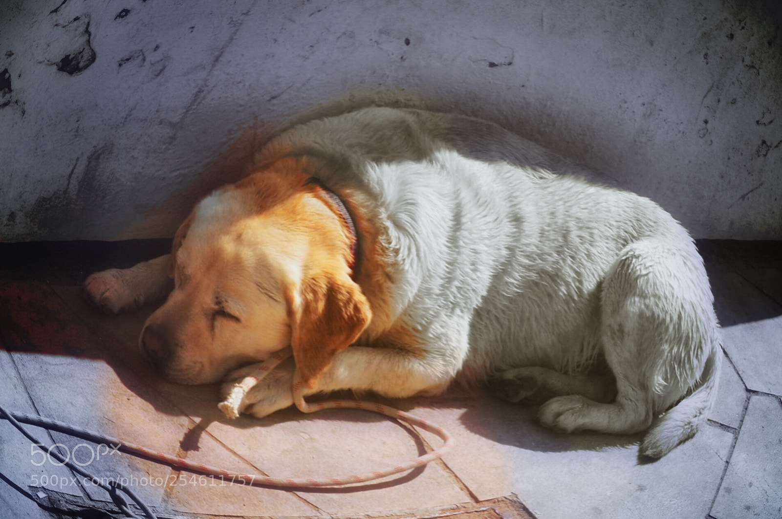 Olympus OM-D E-M10 II sample photo. Dog sleeping photography