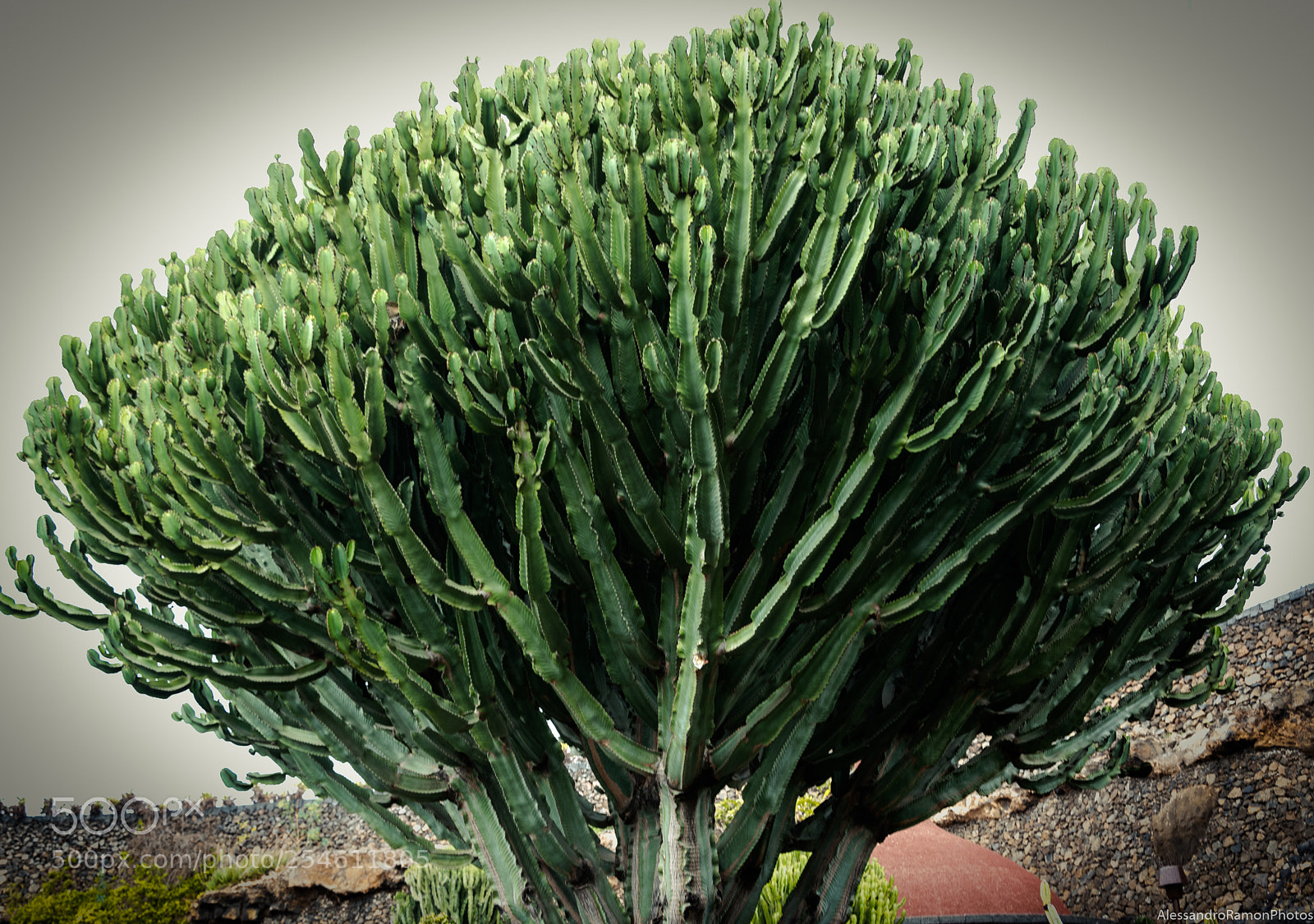 Nikon D5500 sample photo. Tree of life photography
