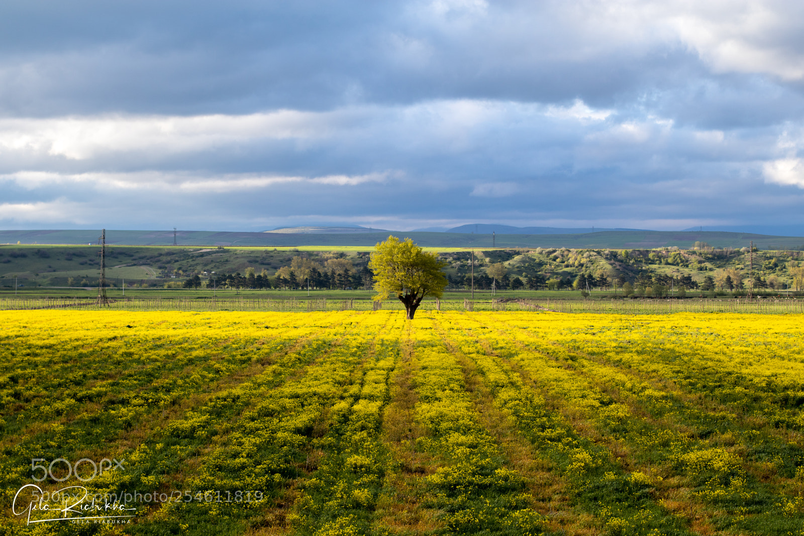 Canon EOS 80D sample photo. A lonely tree photography