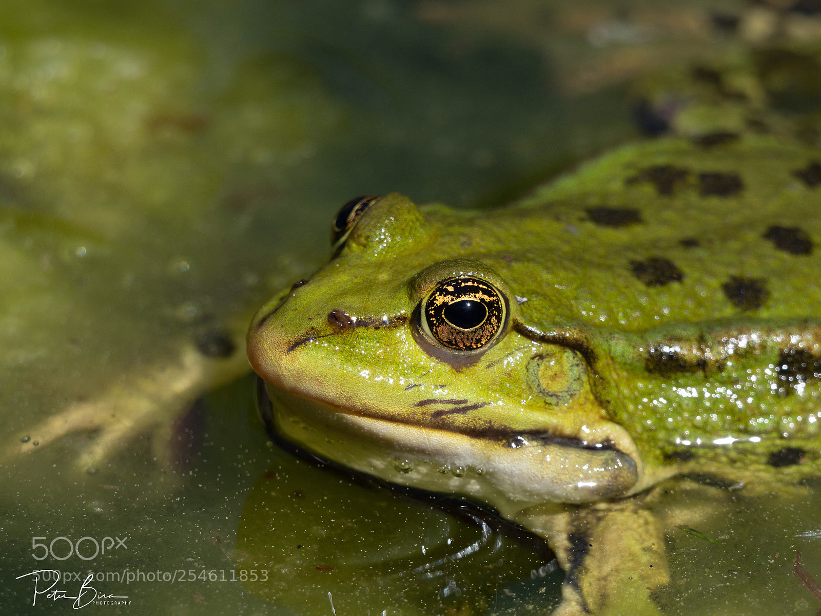 Olympus OM-D E-M1 Mark II sample photo. Green frog photography