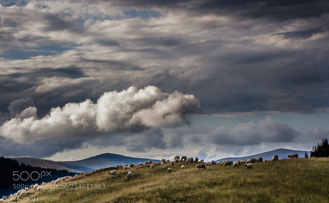 Pentax K-r sample photo. Sheep in the clouds photography