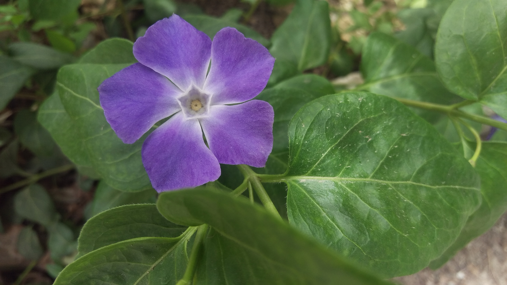 HTC ONE M9 sample photo. A star in the middle photography