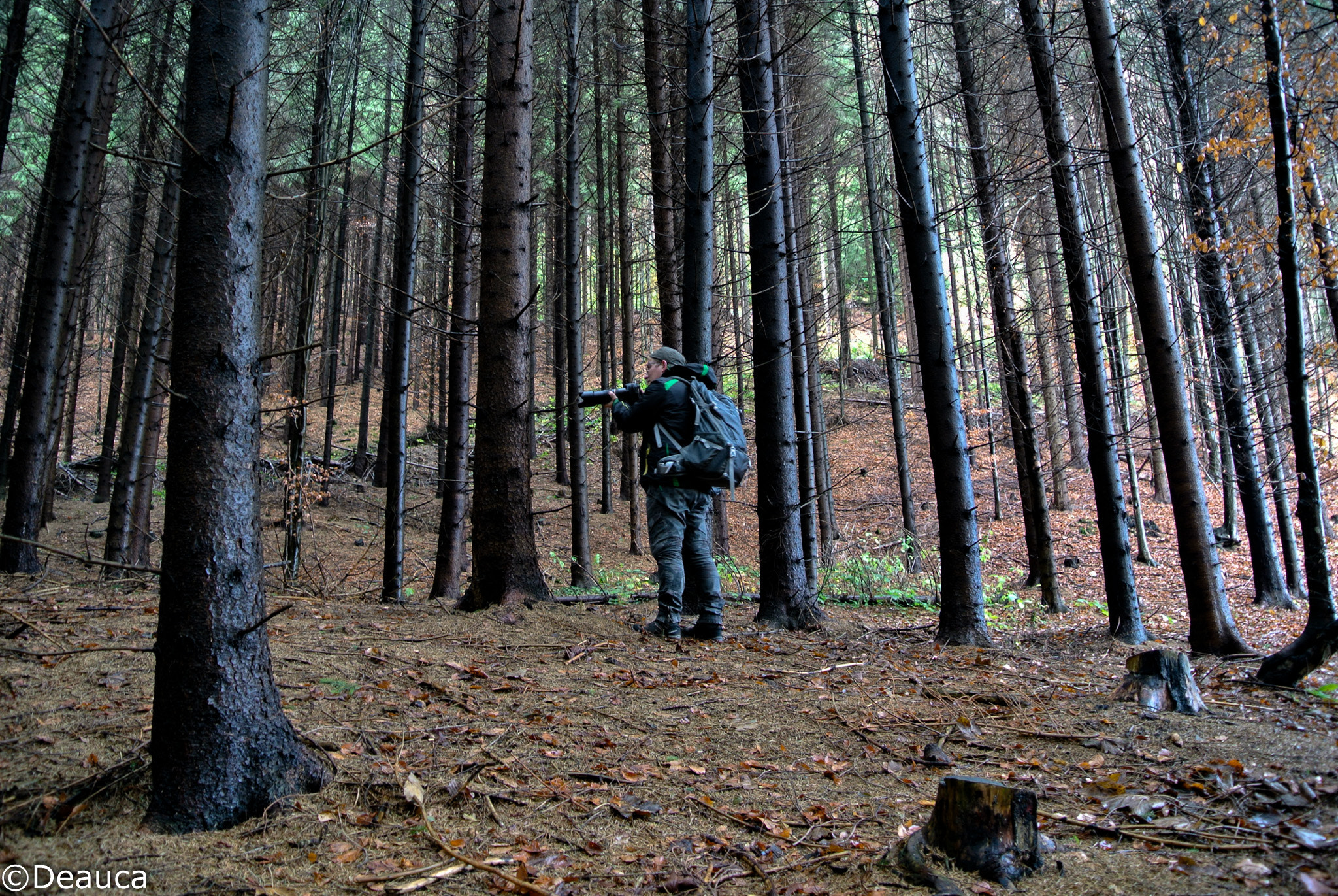 Nikon 1 J1 sample photo. Photographer in the forest photography