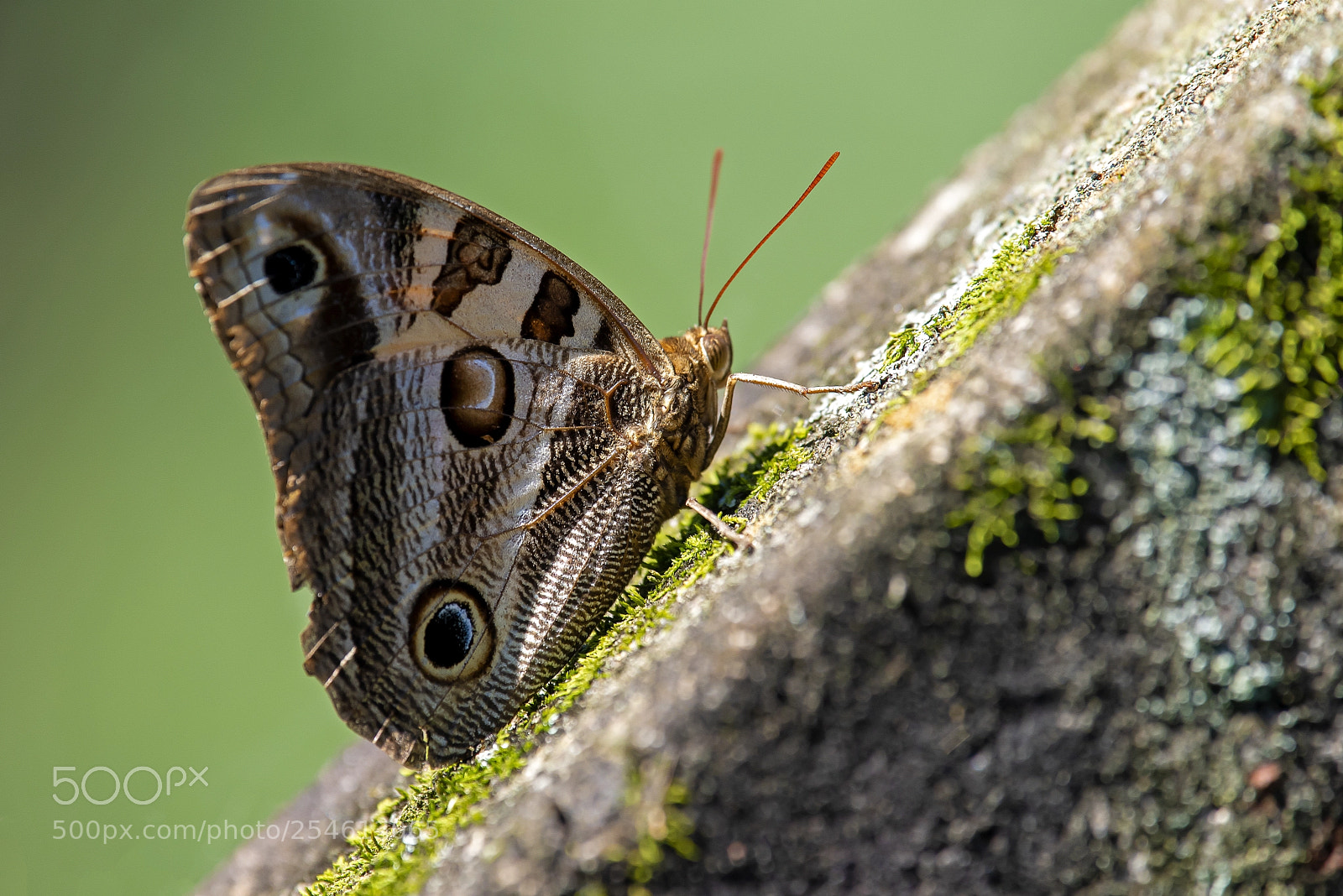 Nikon D810 sample photo. Genus opsiphanes photography