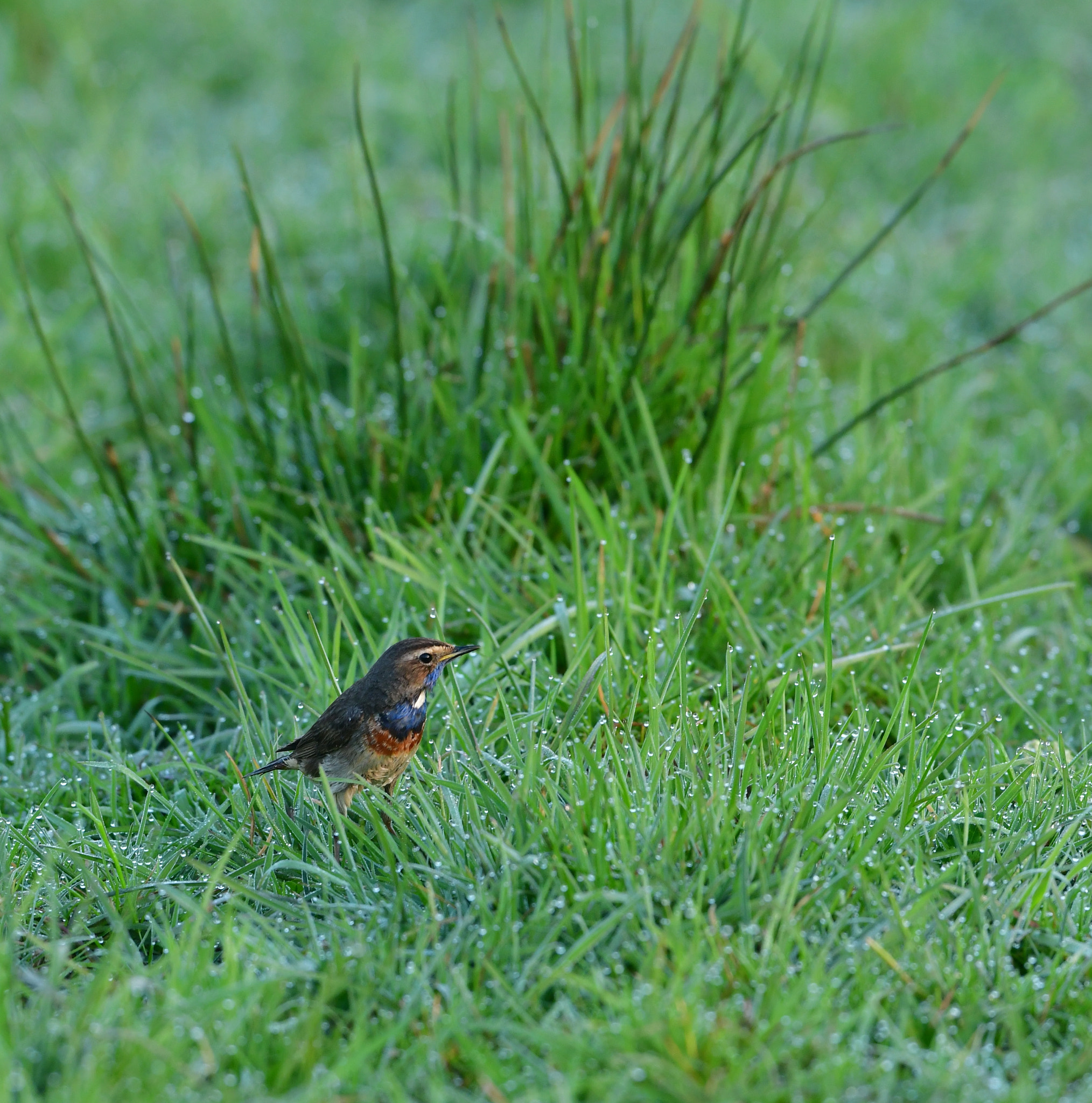 Nikon AF-S Nikkor 500mm F4G ED VR sample photo. Blauwborst photography