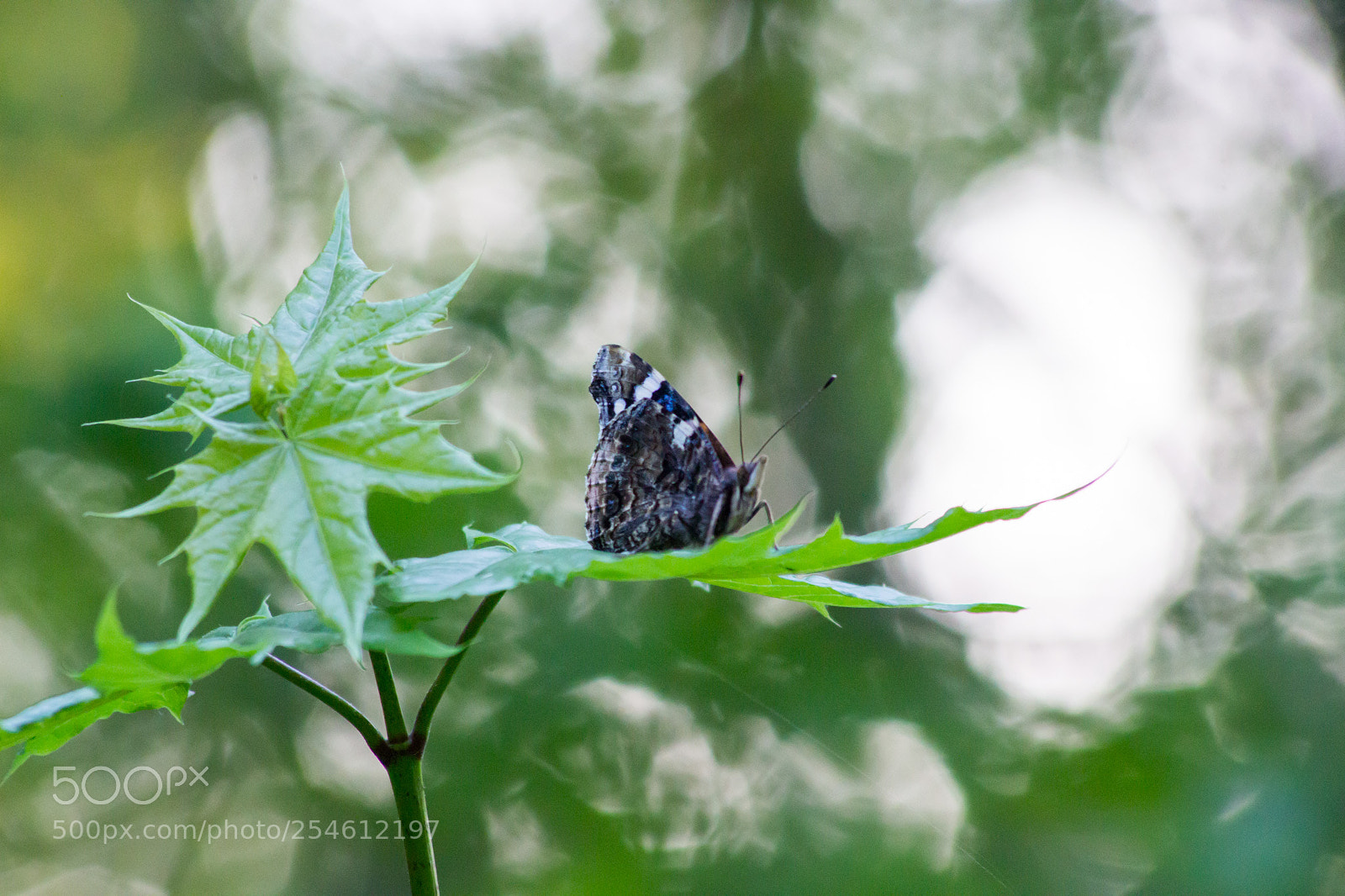 Canon EOS 600D (Rebel EOS T3i / EOS Kiss X5) sample photo. Butterfly and bookeh photography