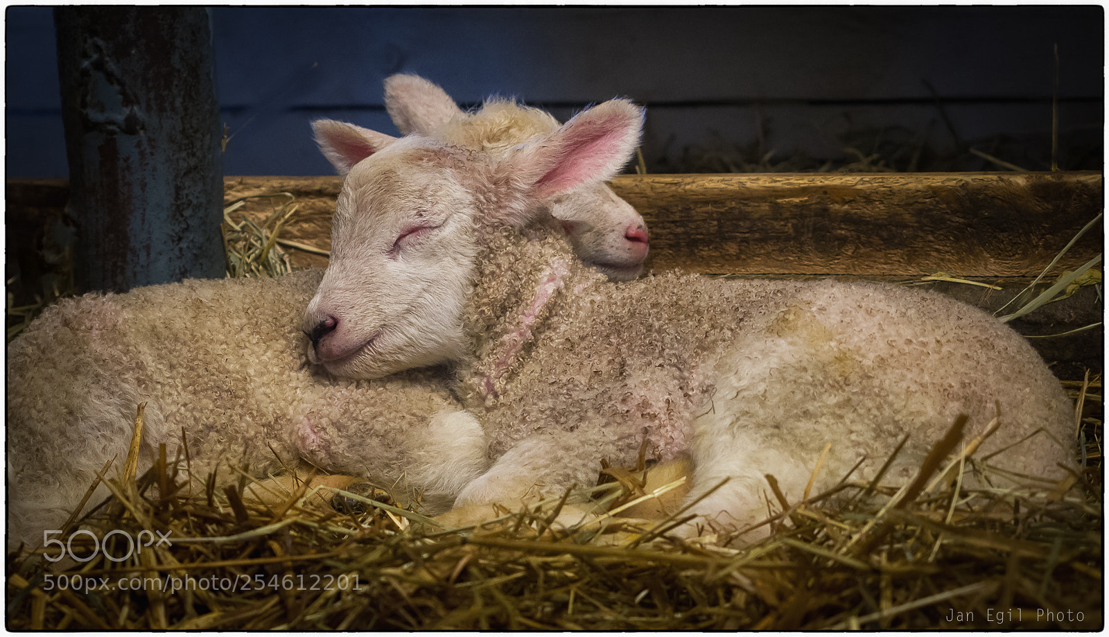 Olympus OM-D E-M1 Mark II sample photo. Newly born photography