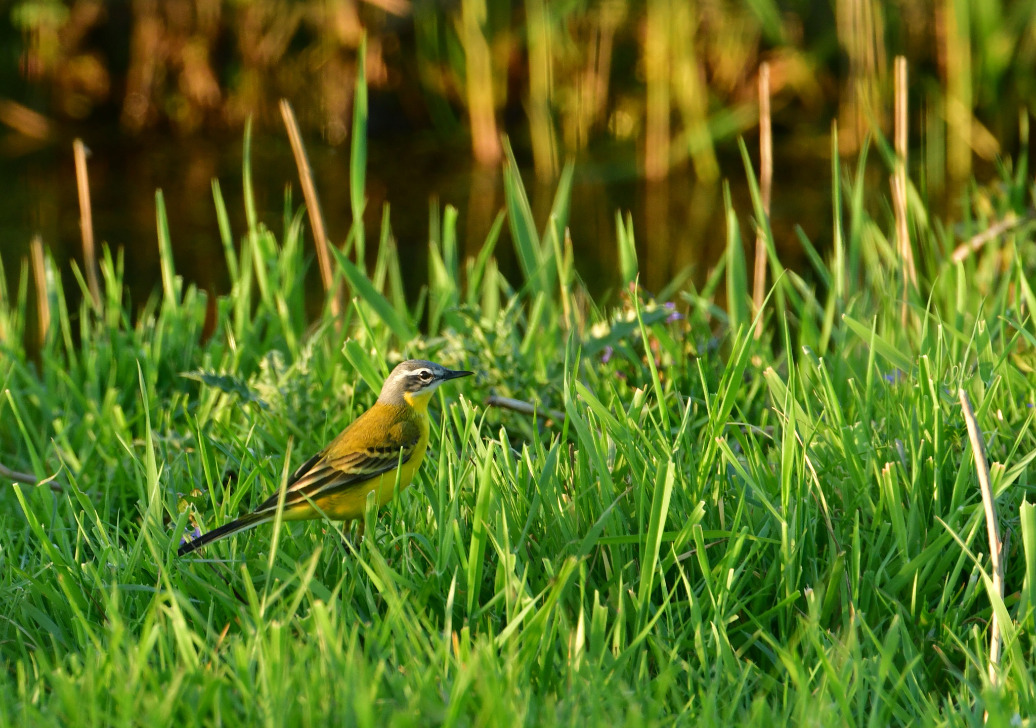 Nikon AF-S Nikkor 500mm F4G ED VR sample photo. Gele kwikstaart photography