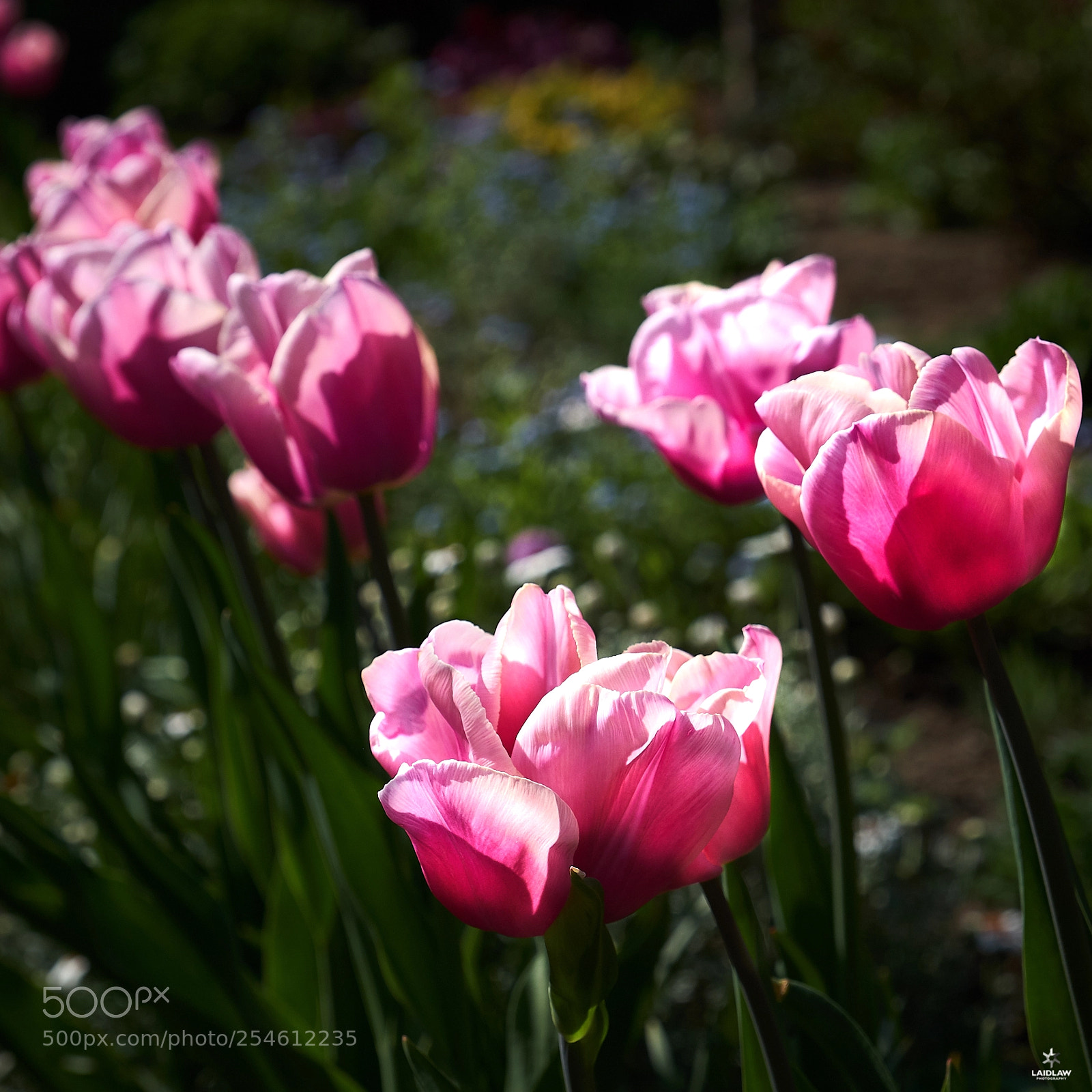 Fujifilm X-T2 sample photo. Pretty in pink photography