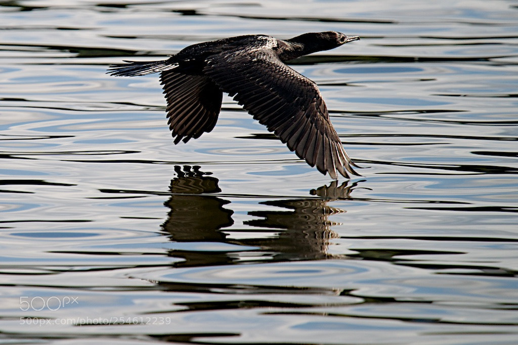 Nikon D600 sample photo. Little black shag and photography