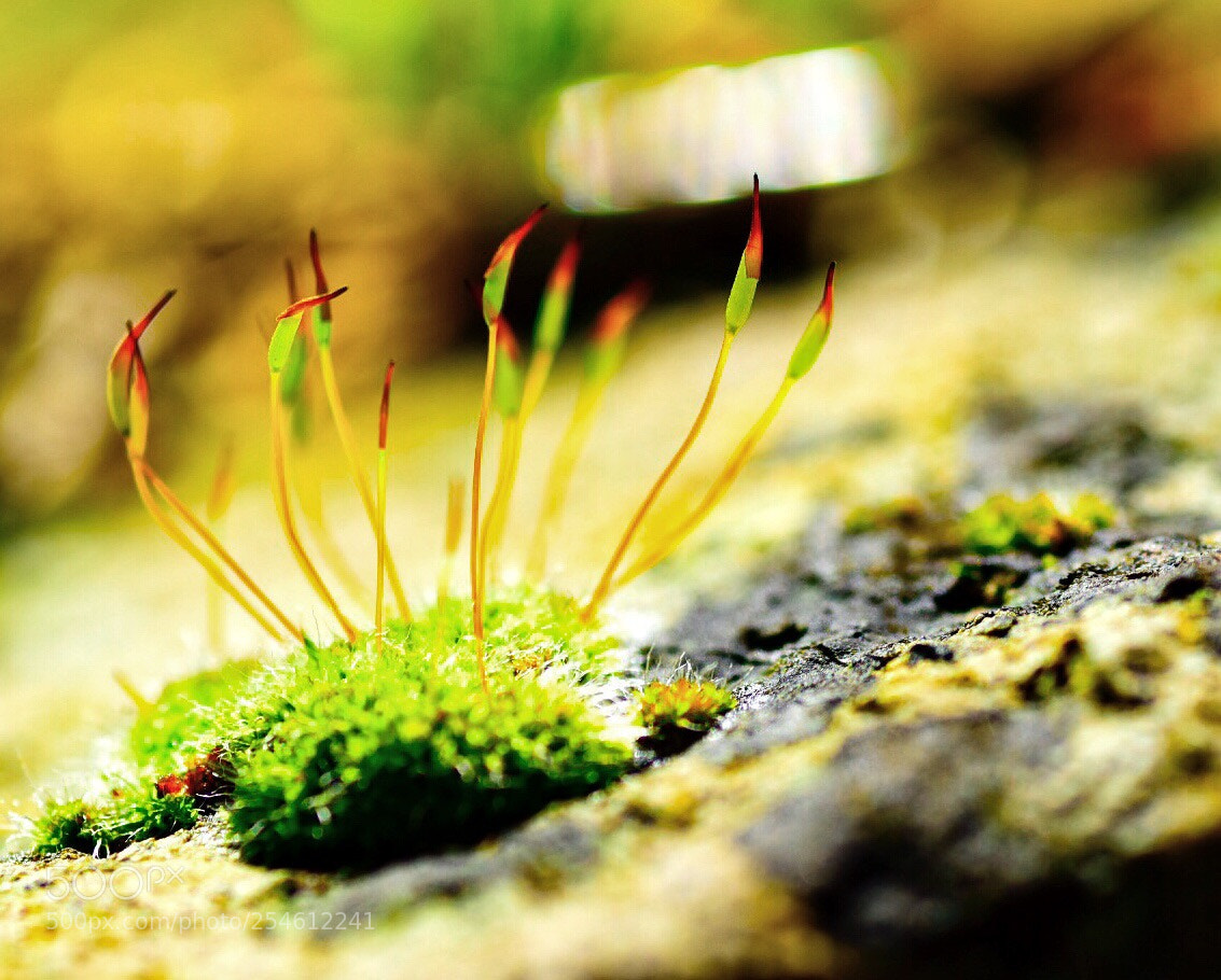 Nikon D5500 sample photo. Little nature photography