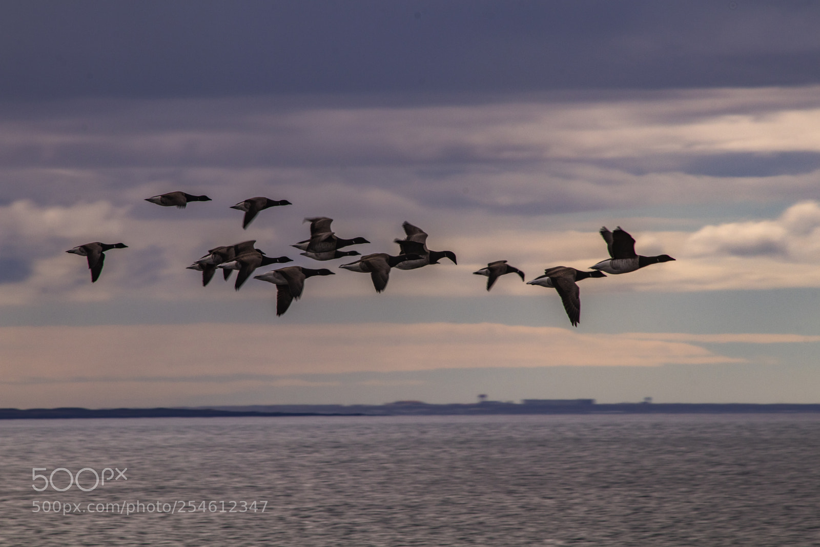 Canon EOS 80D sample photo. Brant photography