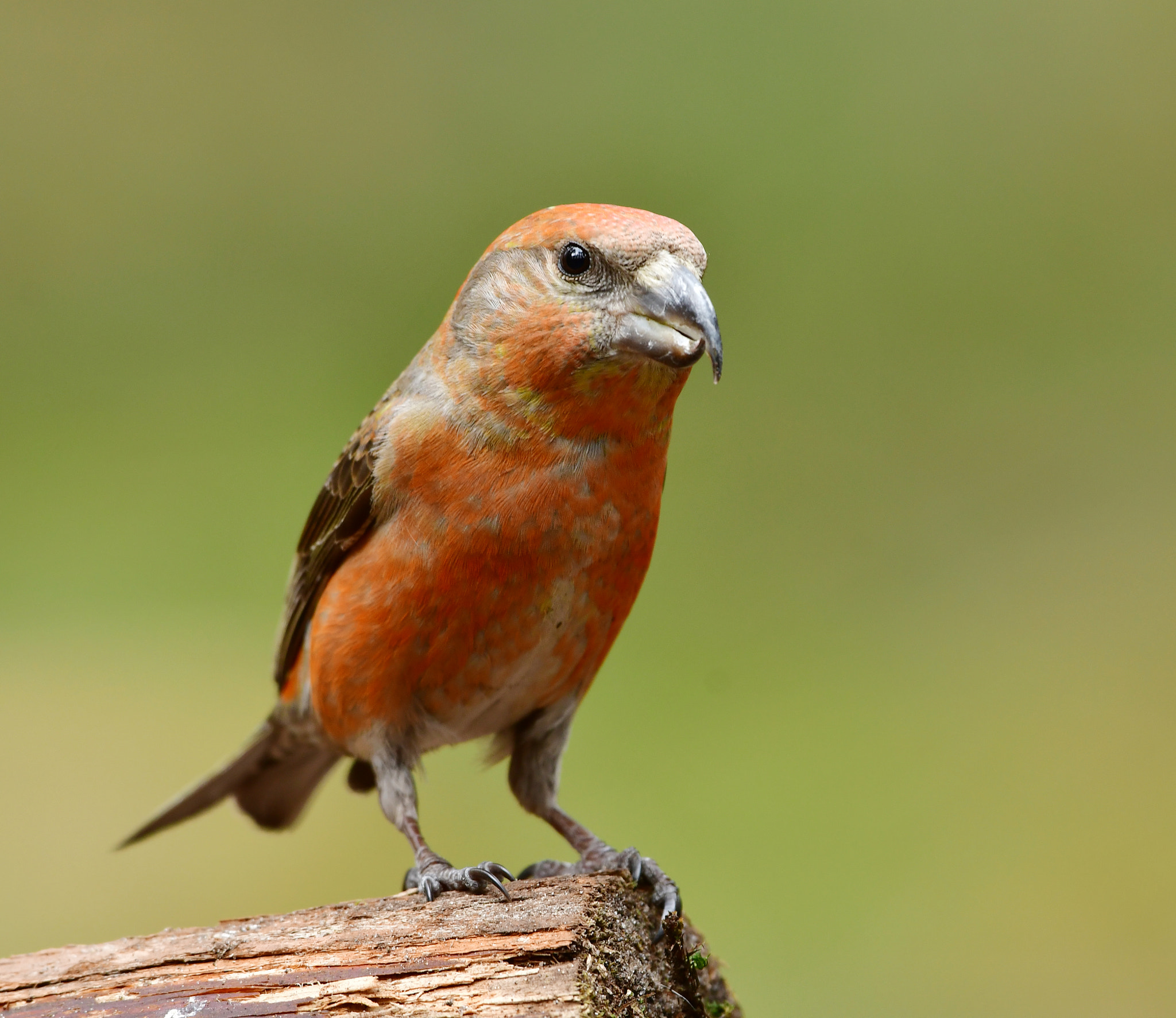 Nikon D500 + Nikon AF-S Nikkor 500mm F4G ED VR sample photo. Kruisbek photography