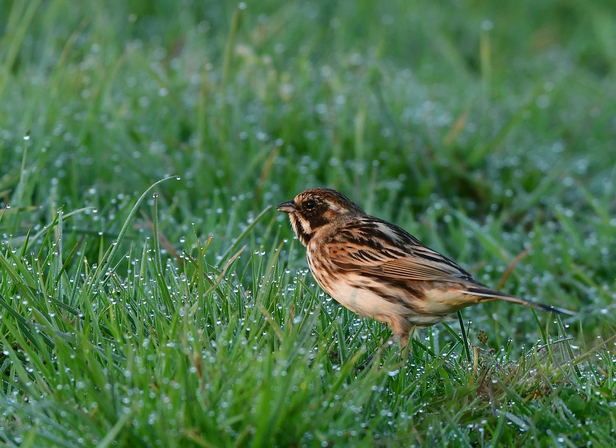 Nikon AF-S Nikkor 500mm F4G ED VR sample photo. Rietgors photography