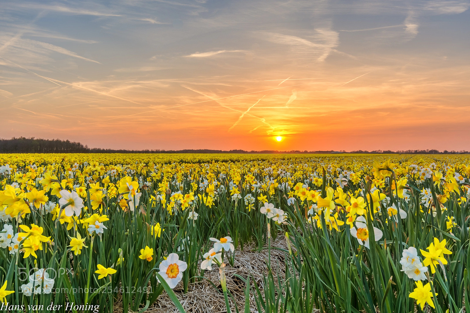 Nikon D7100 sample photo. Daffodils.. photography