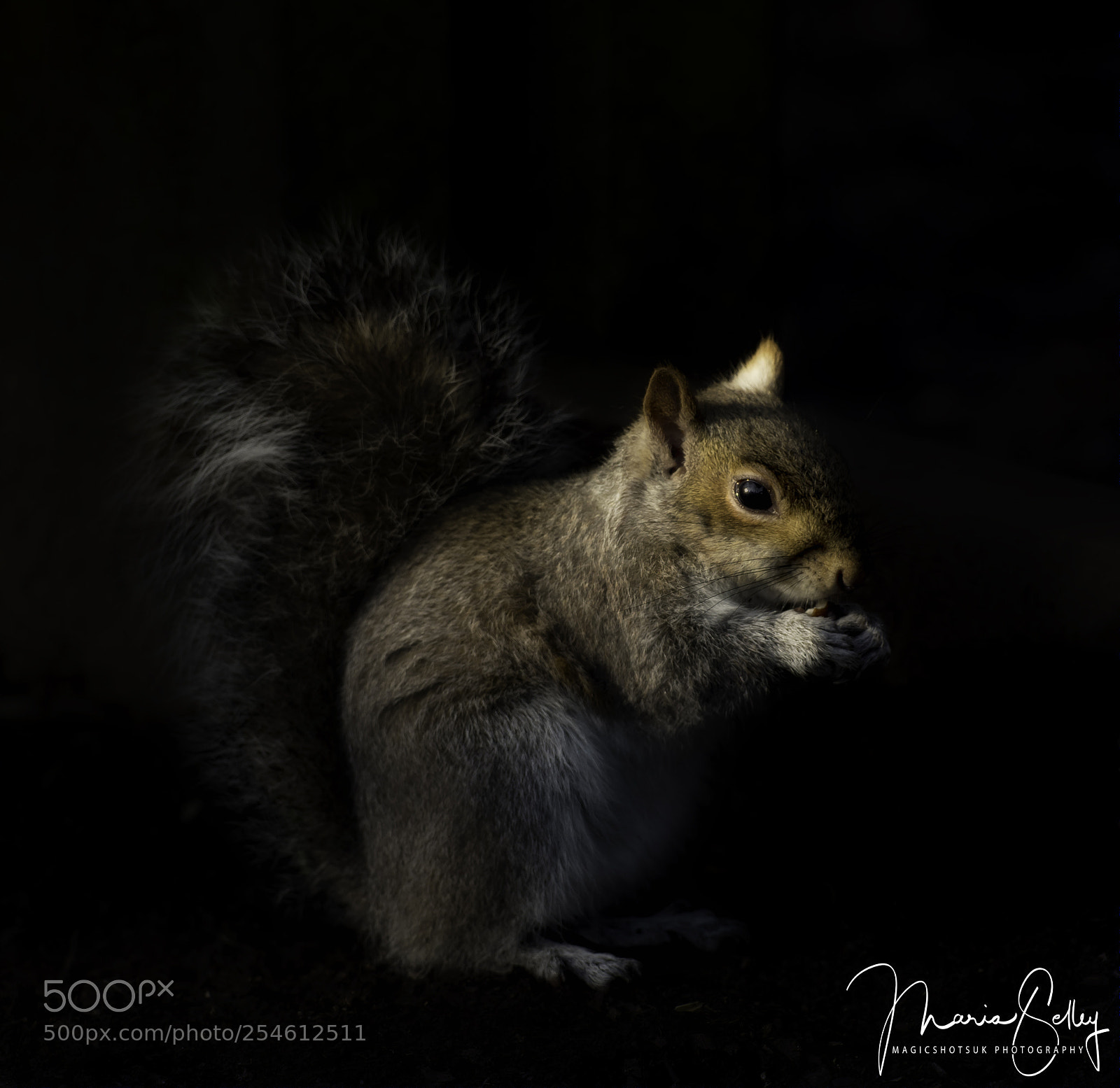 Olympus OM-D E-M1 Mark II sample photo. Light on the squirrel photography