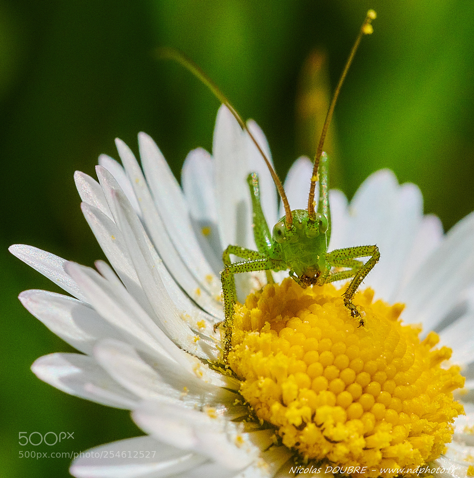 Nikon D850 sample photo. Insecte 3 photography