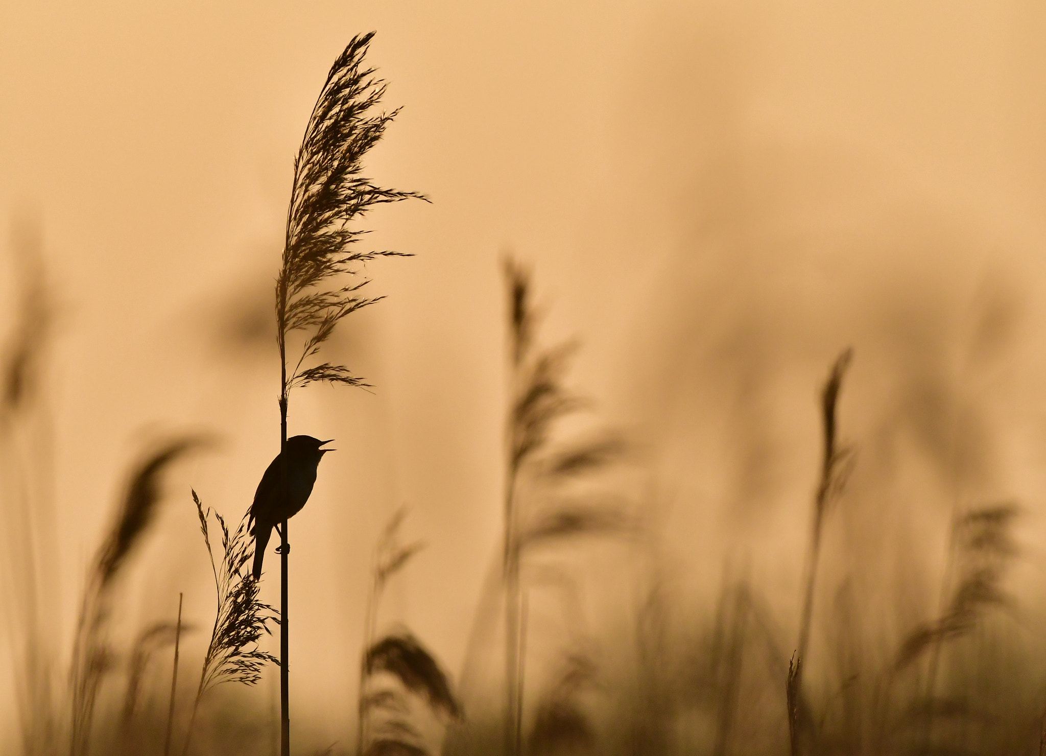Nikon D500 + Nikon AF-S Nikkor 500mm F4G ED VR sample photo. Rietzanger photography