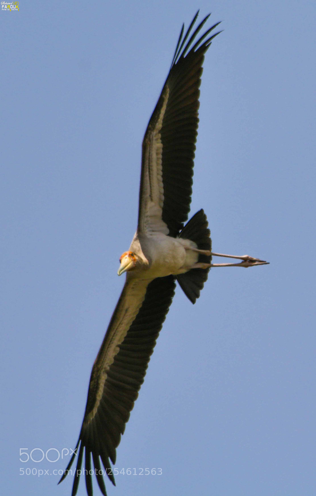 Canon EOS 70D sample photo. Storks and white stork photography