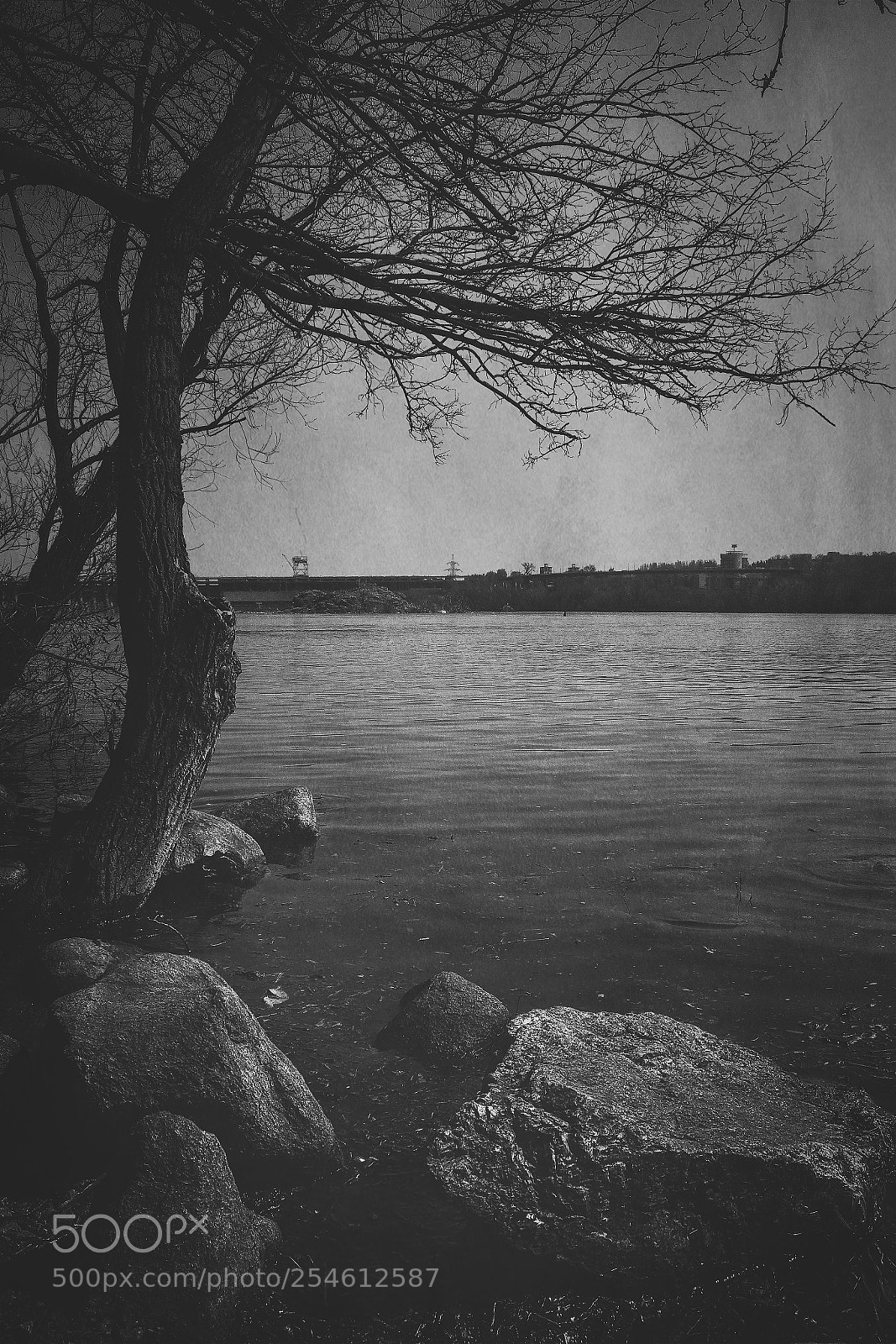 Canon EOS 60D sample photo. Sad tree photography