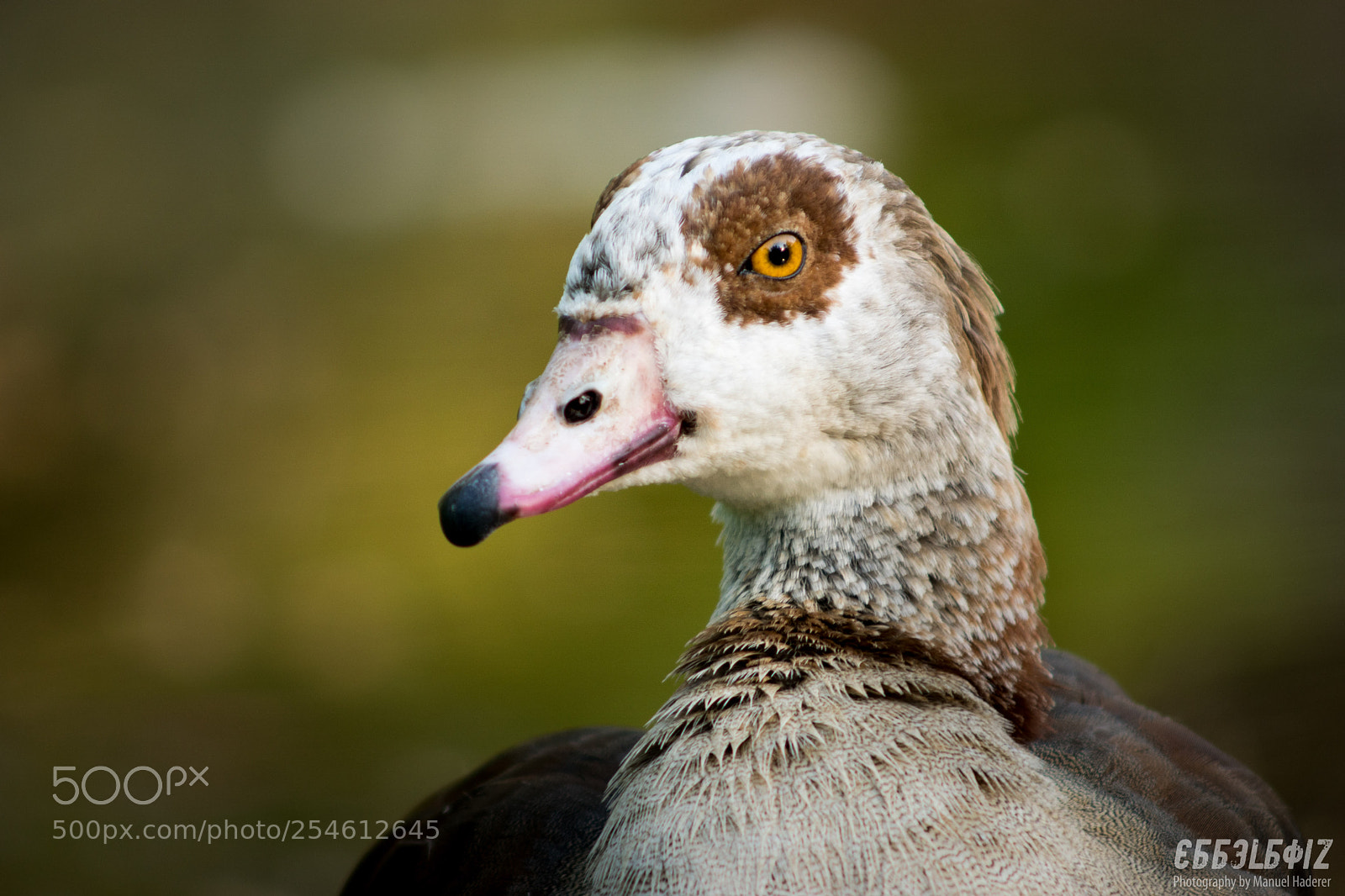 Sony ILCA-77M2 sample photo. Egyptian goose portrait photography