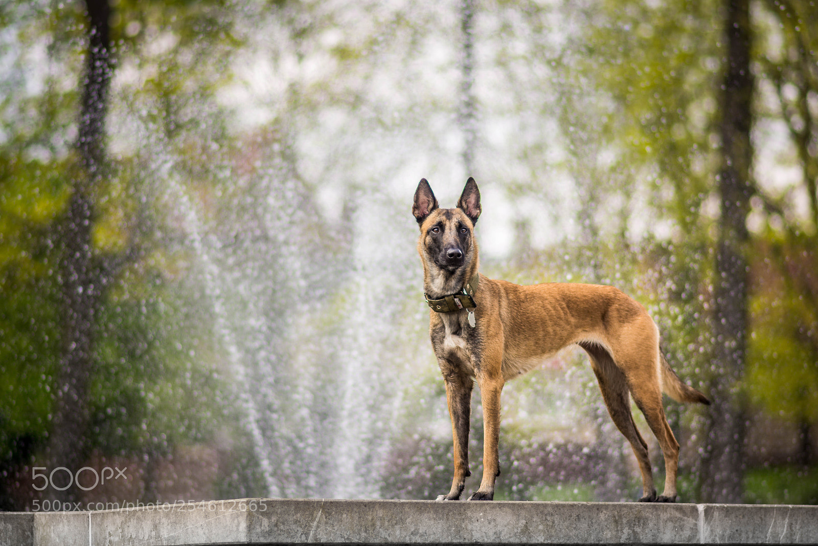 Nikon D7100 sample photo. Dynia photography