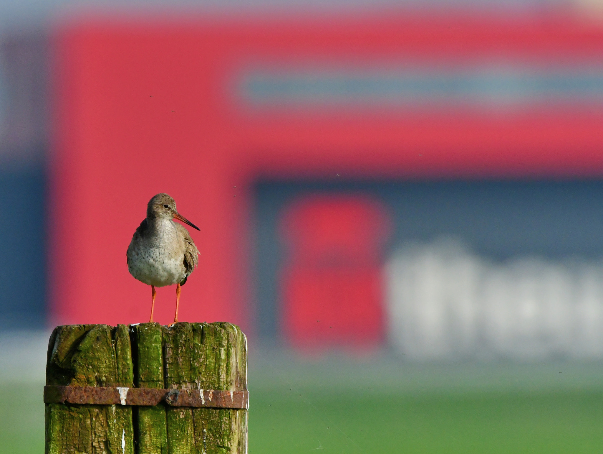 Nikon AF-S Nikkor 500mm F4G ED VR sample photo. Tureluur photography