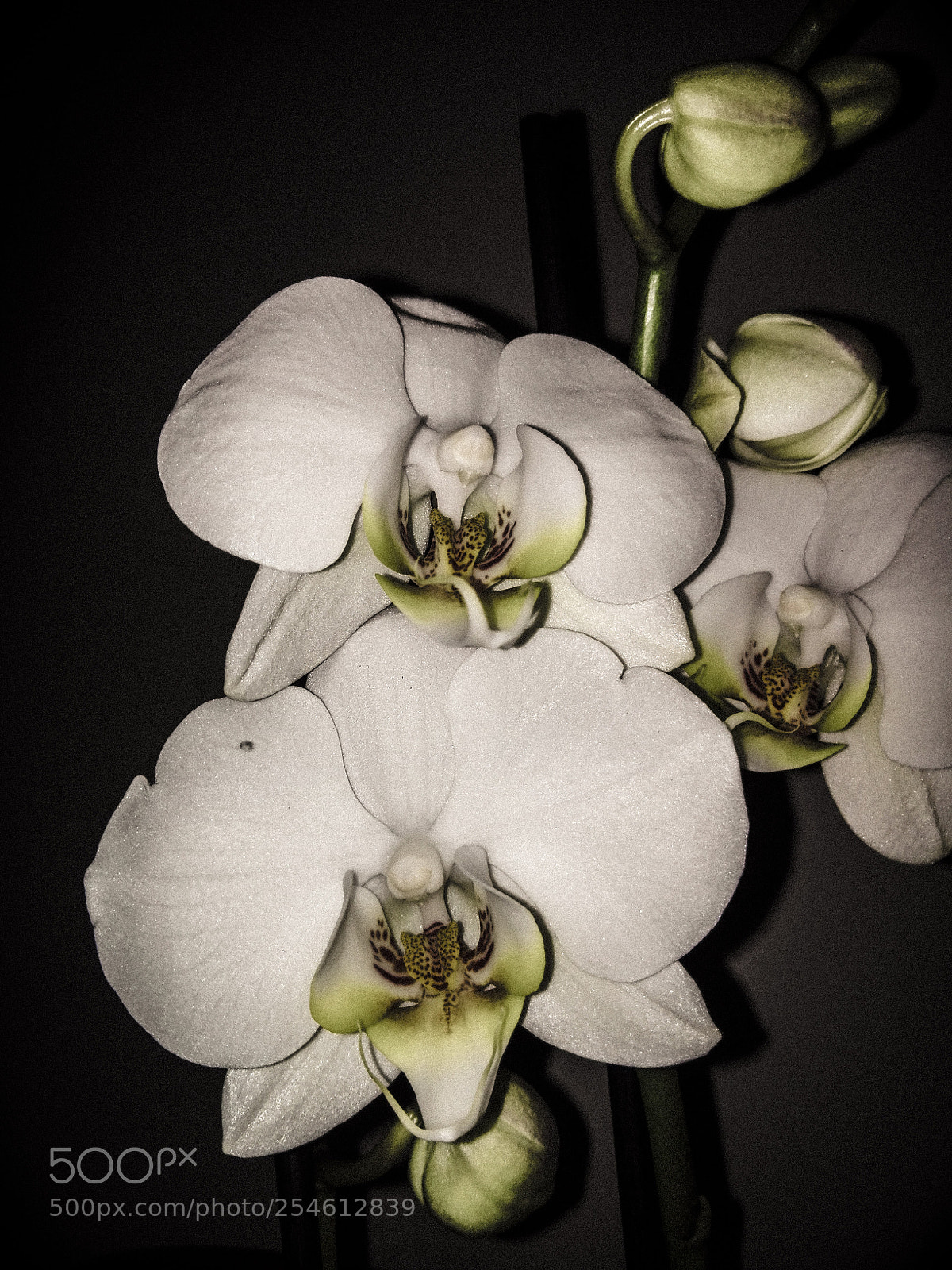 HUAWEI P8 Lite sample photo. Orchid photography