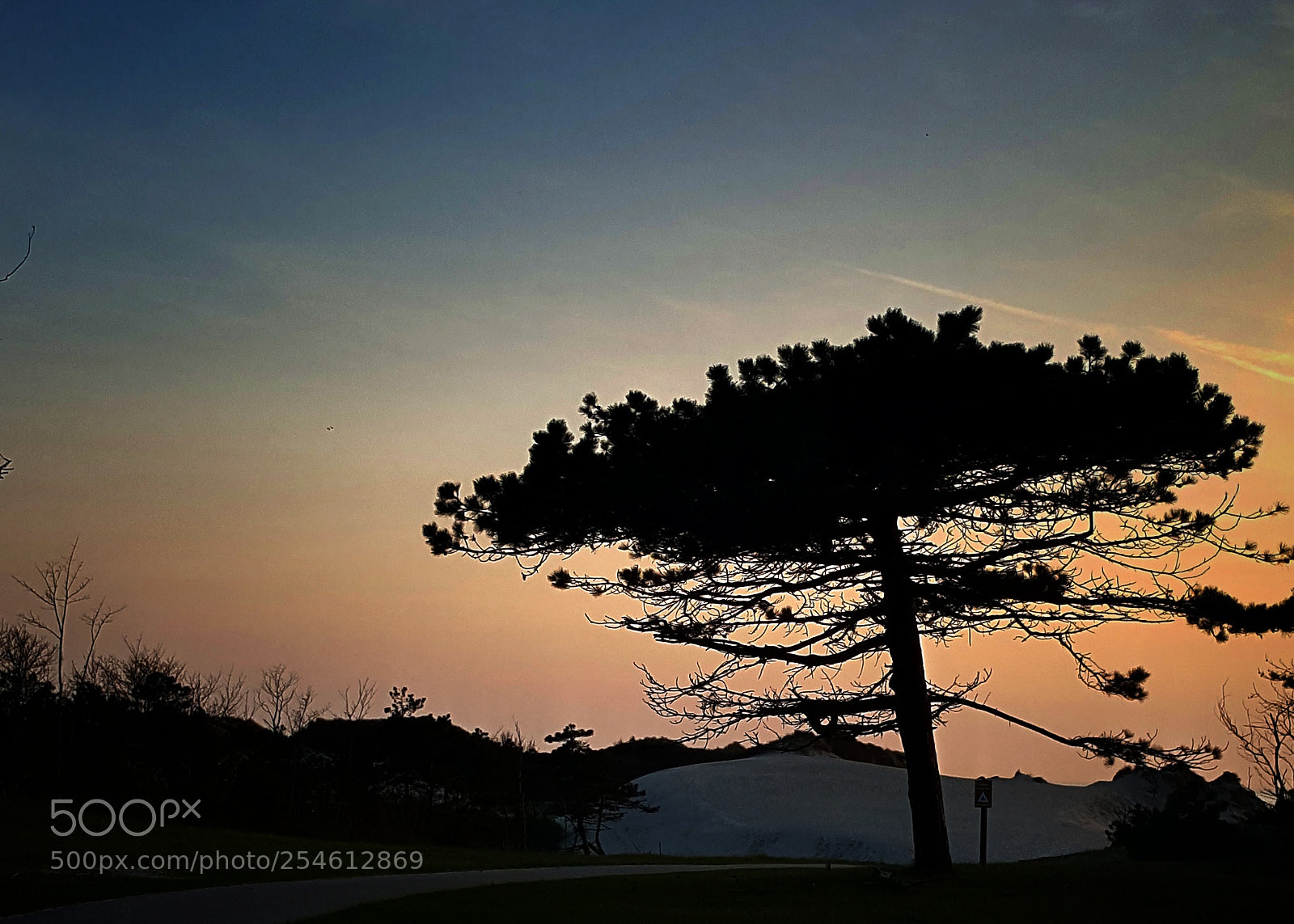 Samsung Galaxy S6 sample photo. • lonely tree • photography