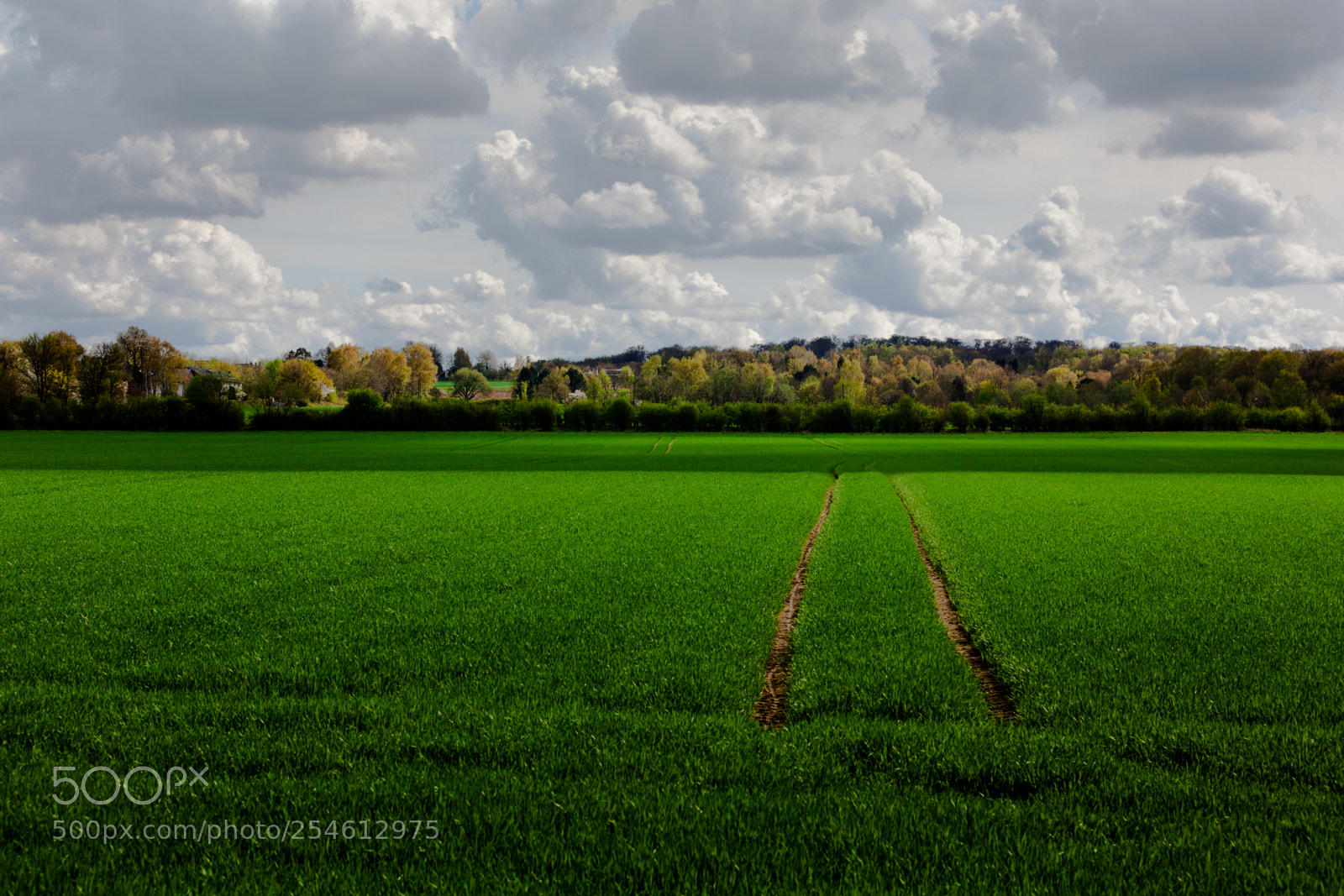 Canon EOS 5D Mark II sample photo. Green photography