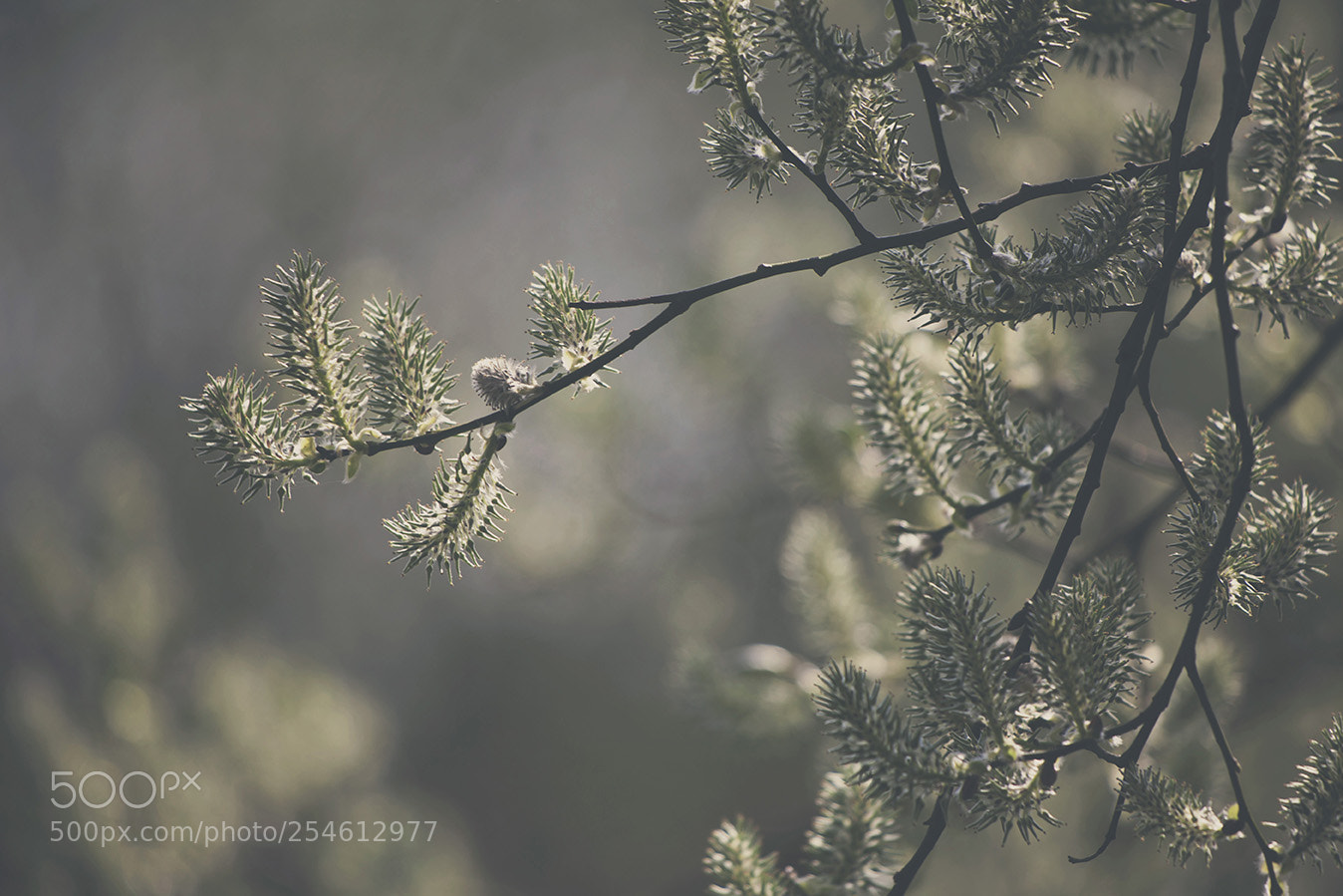 Canon EOS 5D Mark II sample photo. Spring is here photography